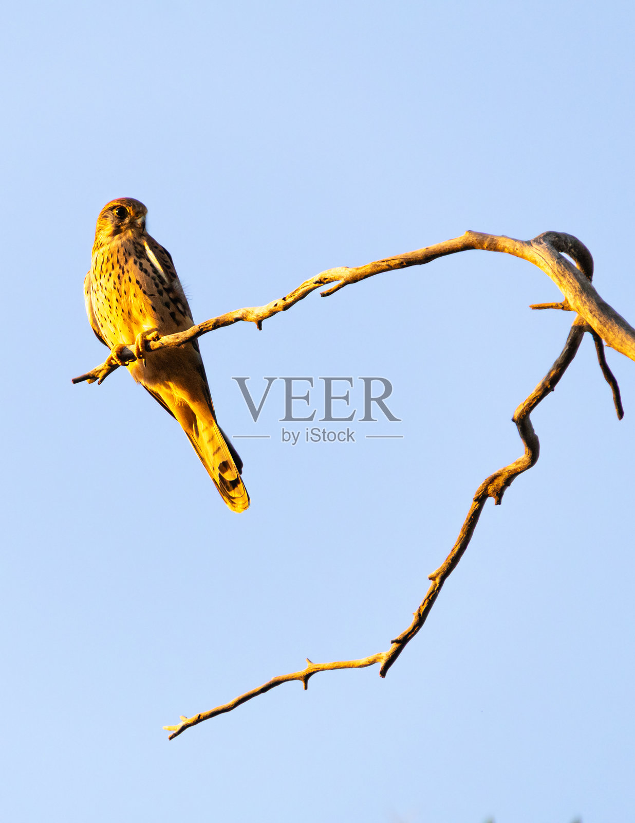 红隼 (Falco tinnunculus)照片摄影图片