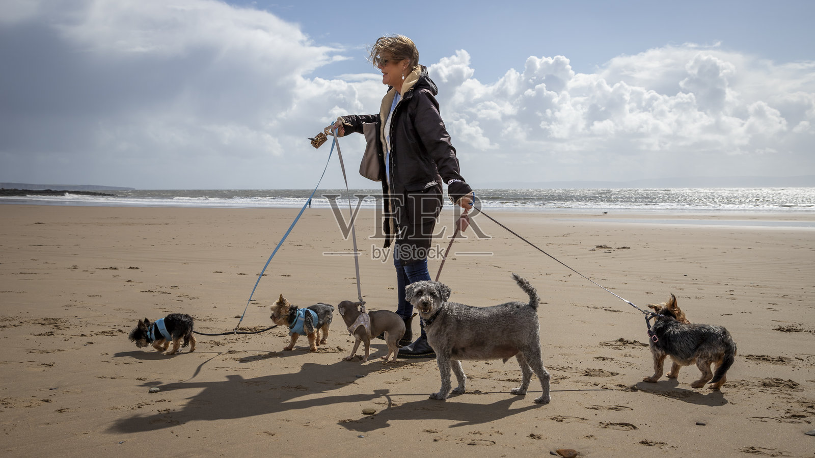 一位专业的女性遛狗师,在阳光明媚、风和日丽的日子里,牵着五只狗在海滩上散步。照片摄影图片