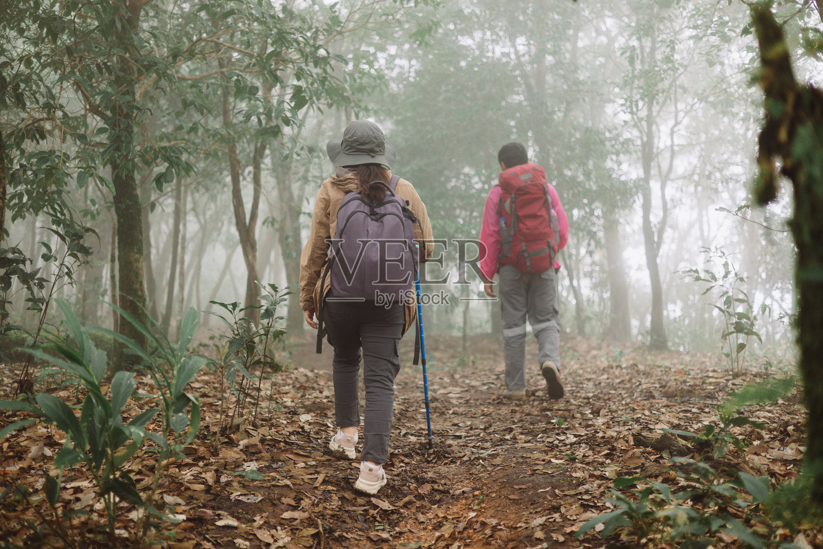 两位徒步旅行者背着背包,手持登山杖,在雾气弥漫的天气里一同走在森林小径上,象征着冒险、团队合作、户外生活方式、探索、旅程和旅行灵感。照片摄影图片