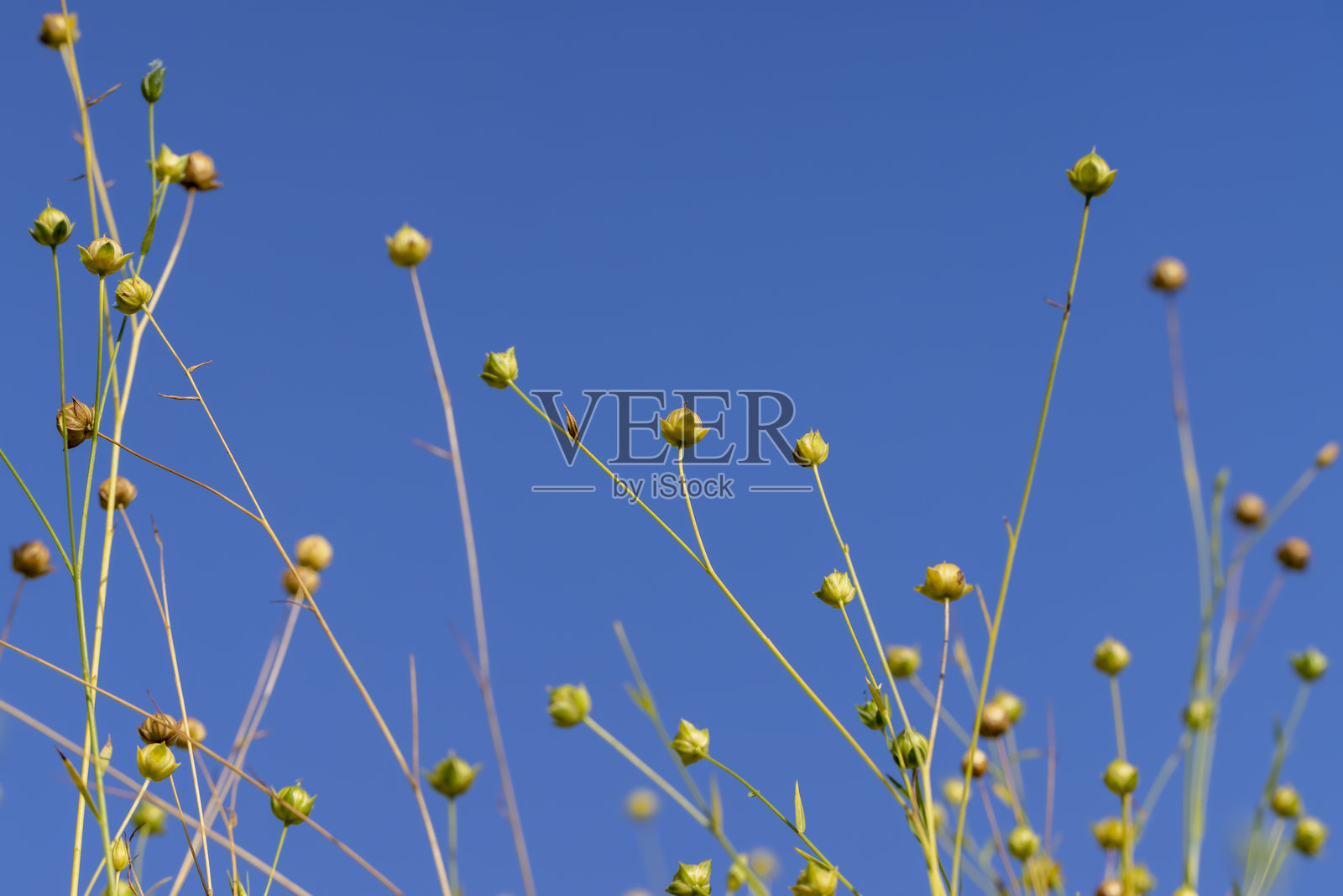 在收获种子和制作纤维之前,田野里的亚麻籽干盒,蓝天下是单一种植的亚麻作物,用于制作食品和织物照片摄影图片