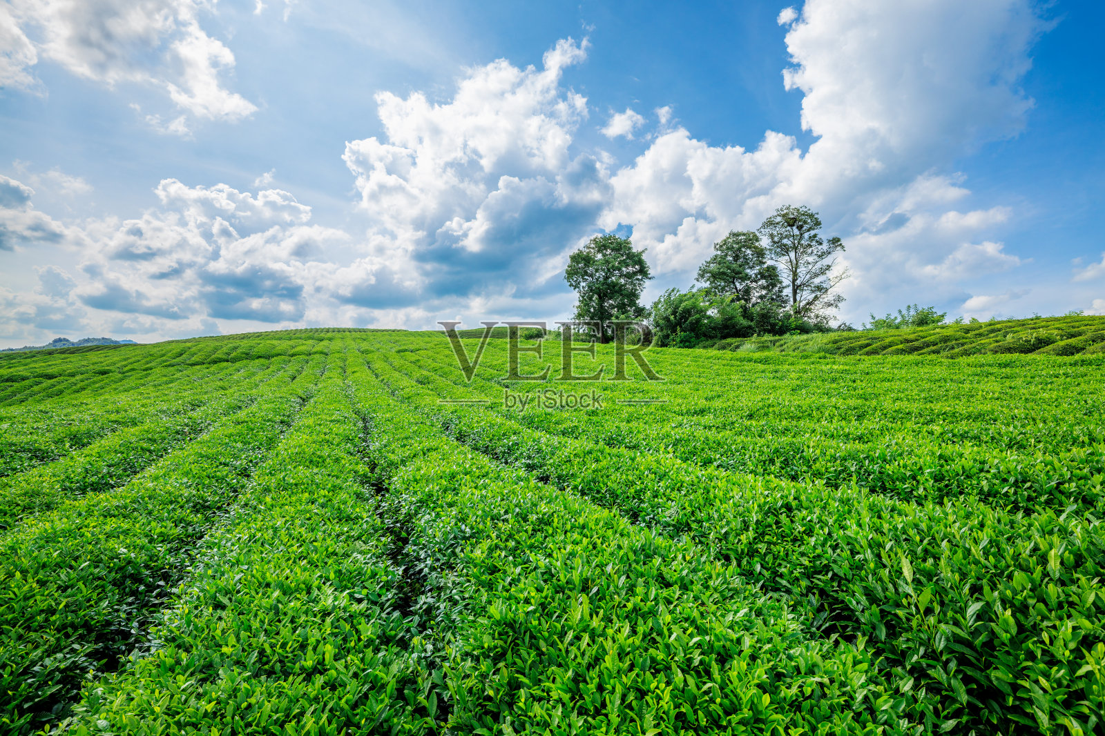 农场上的绿茶种植园照片摄影图片