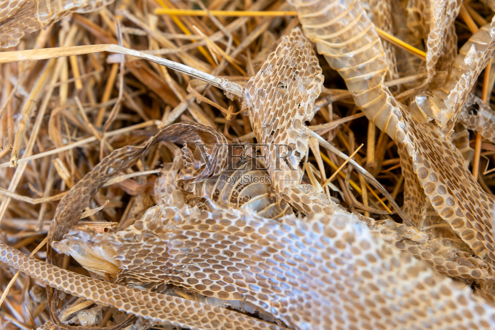地面上的蛇皮,呈棕色且有很多孔洞照片摄影图片