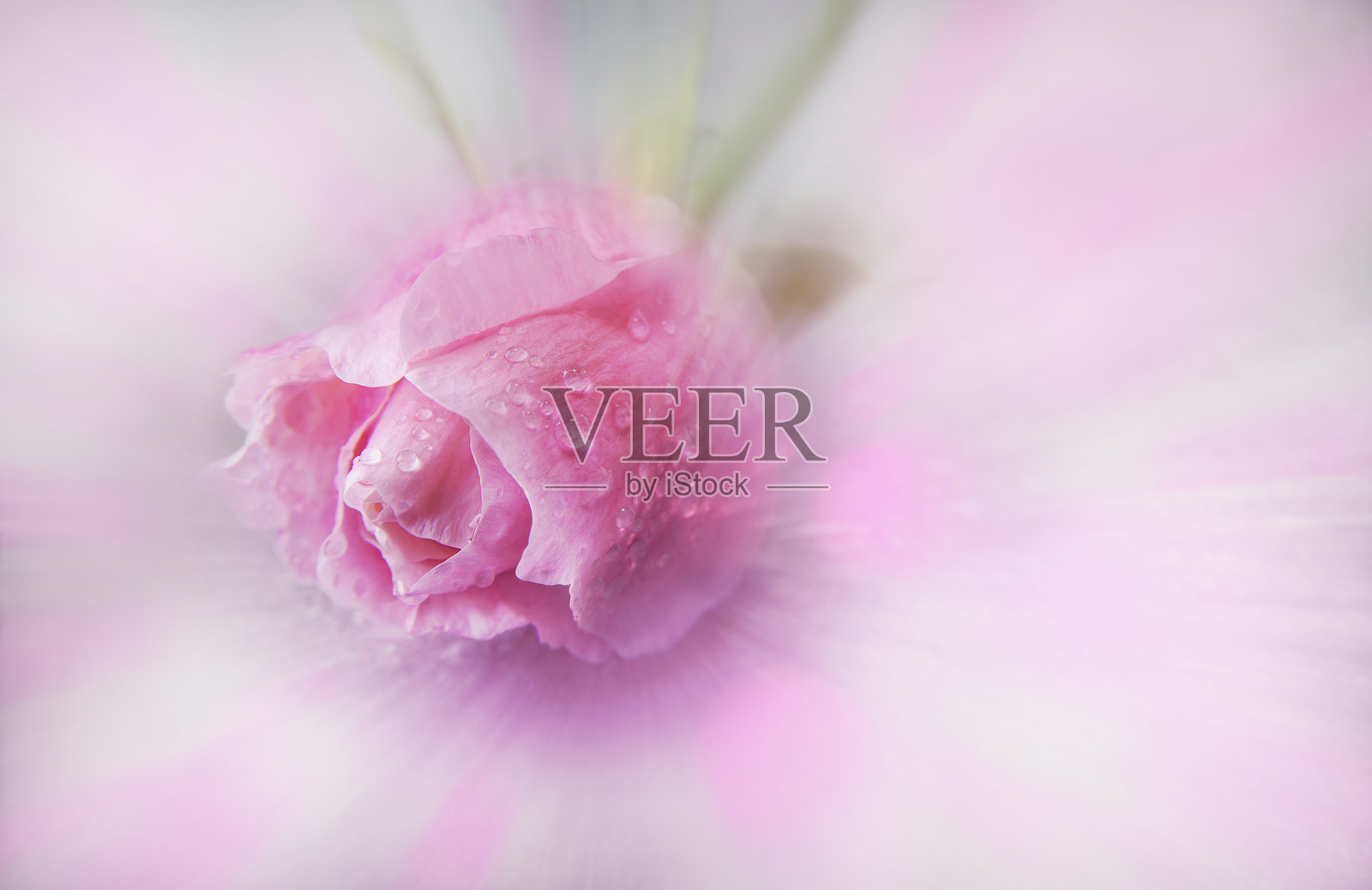 柔和模糊的抽象花卉背景照片摄影图片