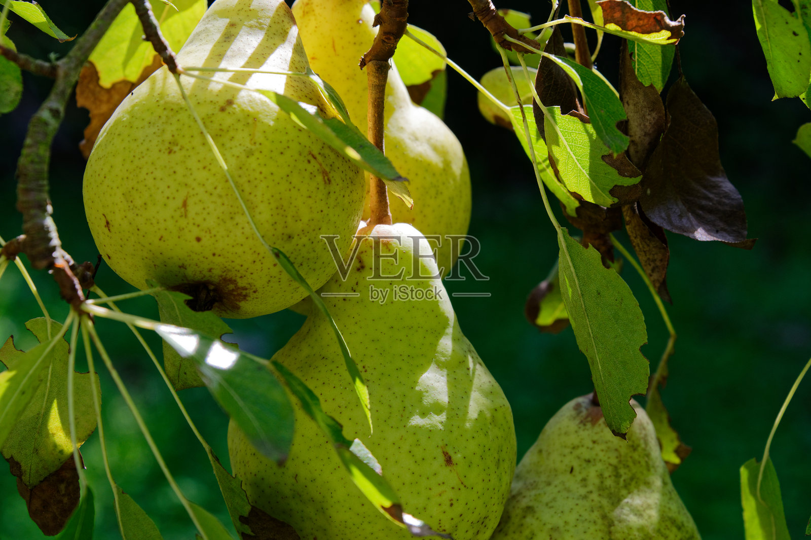家常花园里生长的梨照片摄影图片