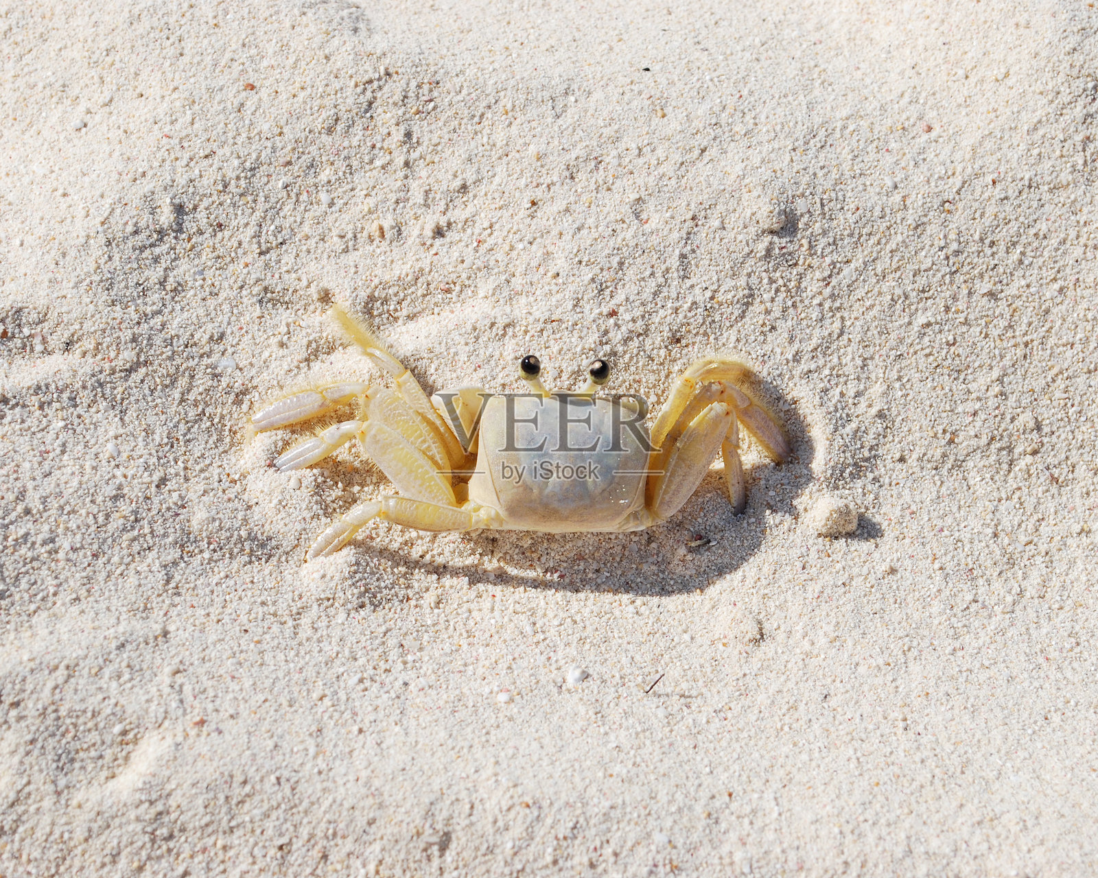 晒太阳的螃蟹照片摄影图片