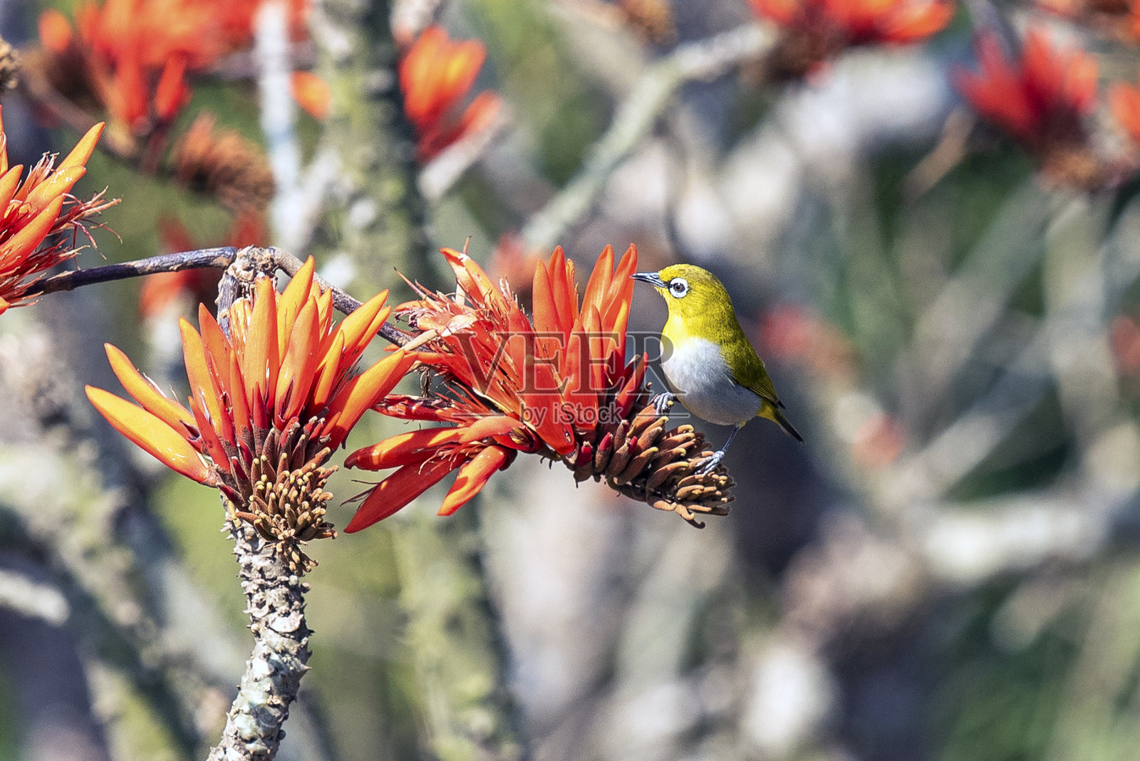 鲜艳的印度白眼鸟栖息在枝头的橘红色花朵上,置身于大自然中照片摄影图片