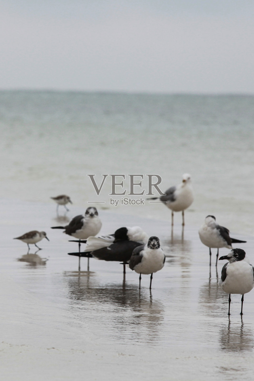 阴天时,海鸥和滨鸟聚集在平静的海滩上照片摄影图片