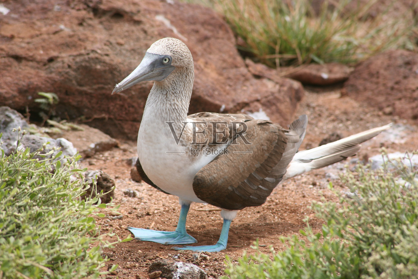 蓝脚鲣鸟在加拉帕戈斯群岛的岩石间行走,阳光明媚的白天照片摄影图片