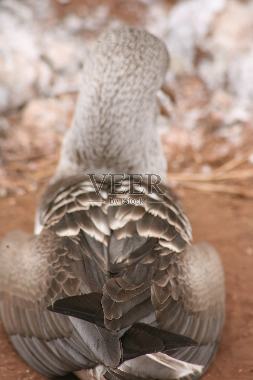 白天,一只蓝脚鲣鸟在自然环境中休息的特写镜头照片摄影图片