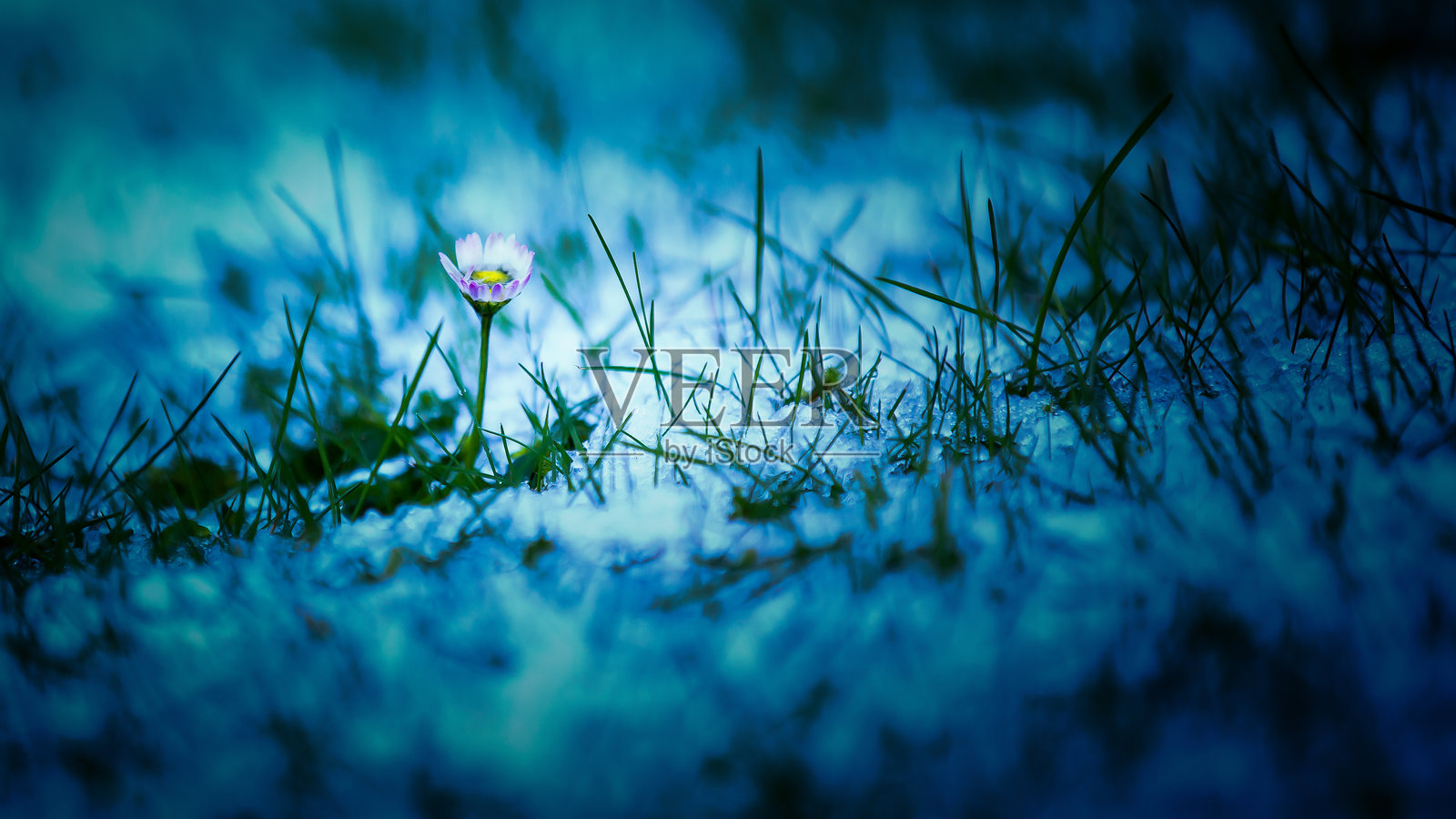 花的力量照片摄影图片