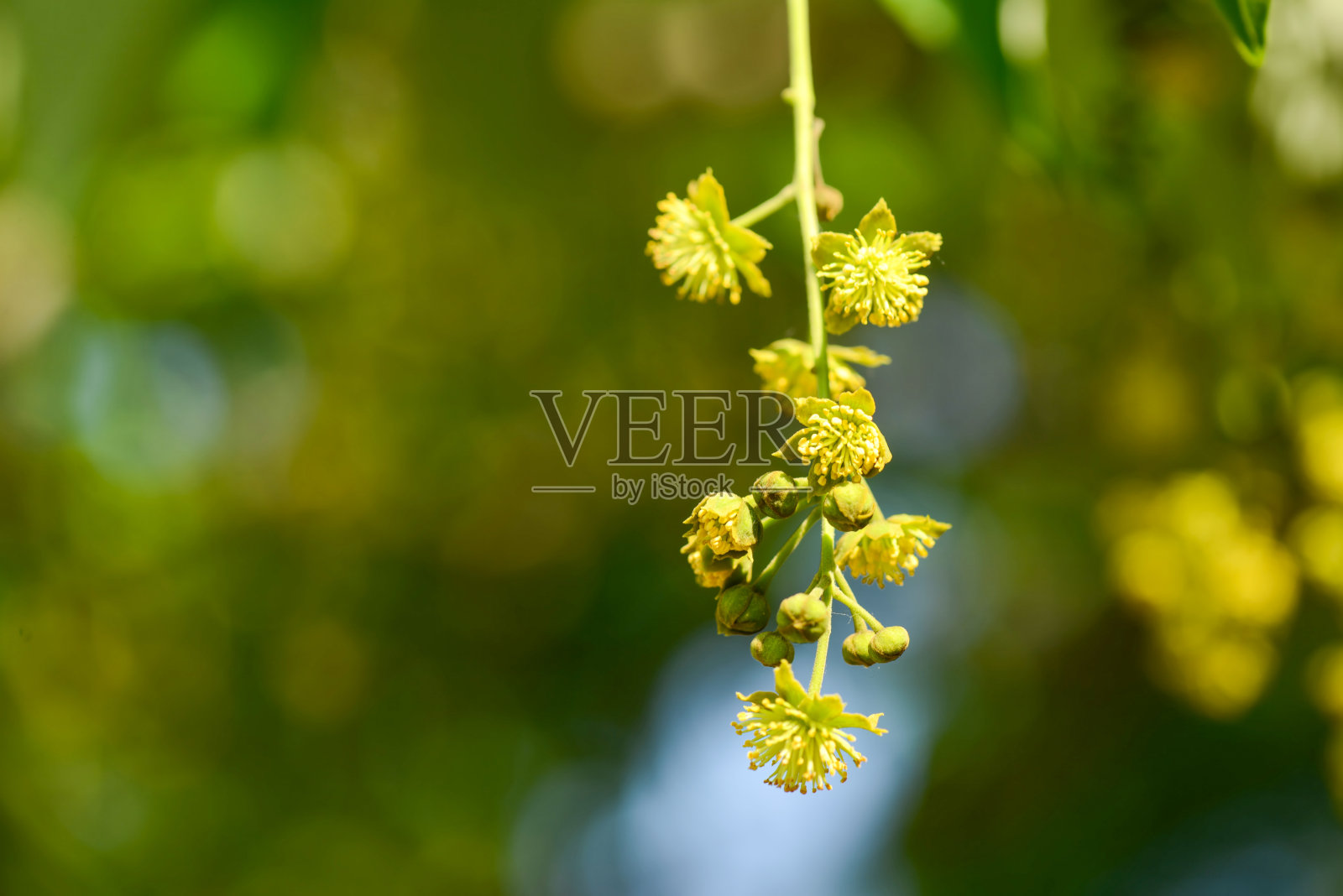女贞(Idesia polycarpa),一种落叶乔木,开黄绿色花,秋季结红果。照片摄影图片