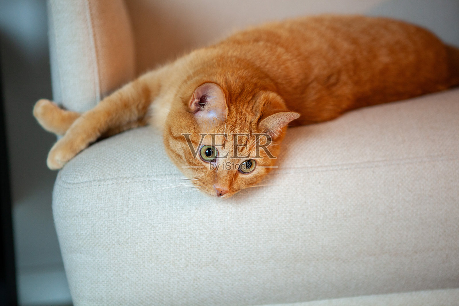 游客在爱沙尼亚维鲁沼泽的生态步道上漫步,欣赏多样的动植物。这片宁静的风景突显了爱沙尼亚的自然美景和生态重要性。照片摄影图片