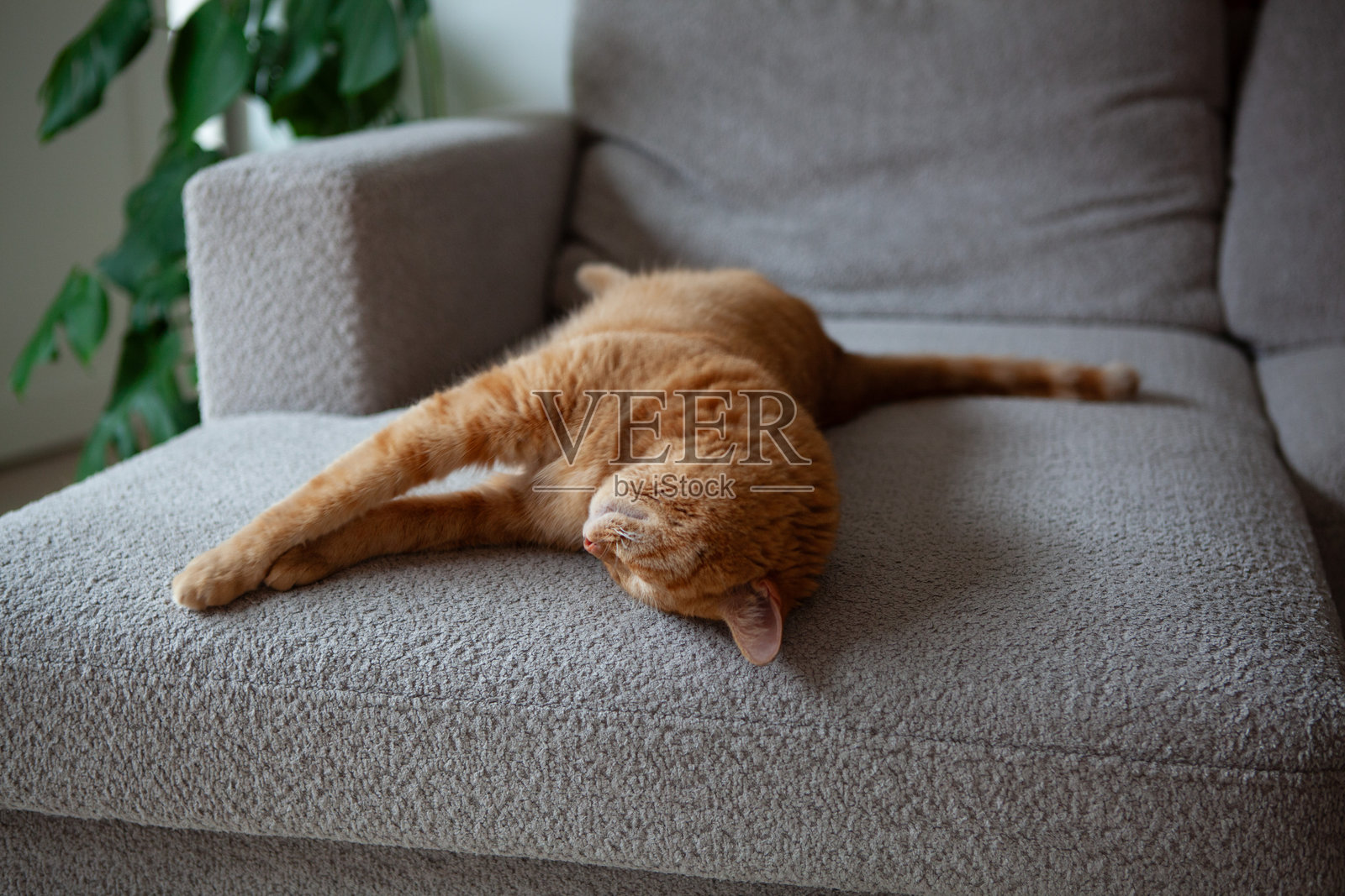 游客们在爱沙尼亚维鲁沼泽的生态路线上享受宁静,周围是清新的空气、多样的植物和独特的野生动植物,展现了大自然的美丽。照片摄影图片