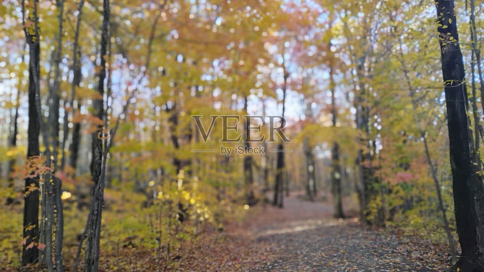 2025年秋季照片摄影图片