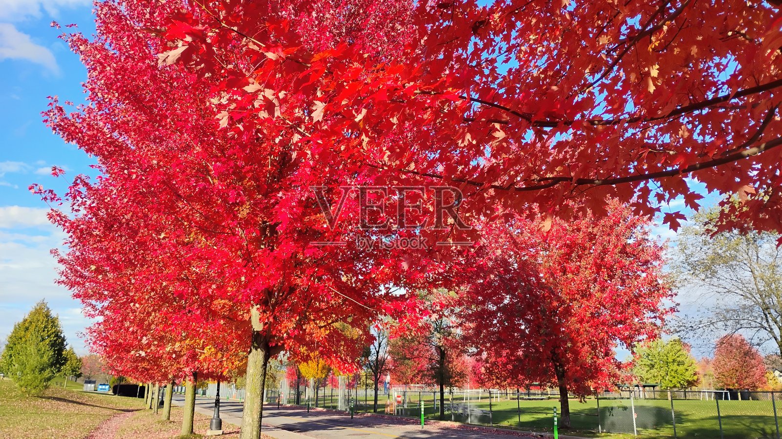 2025年秋季照片摄影图片