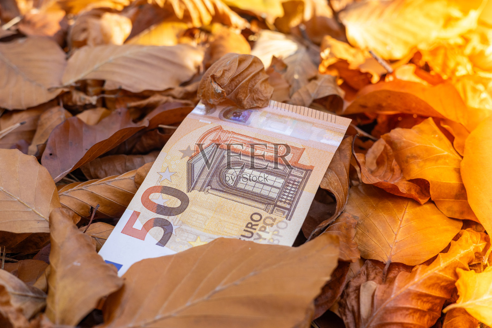 一张50欧元纸币躺在秋叶中。金融与商业概念。银行优惠,养老基金。特写照片摄影图片