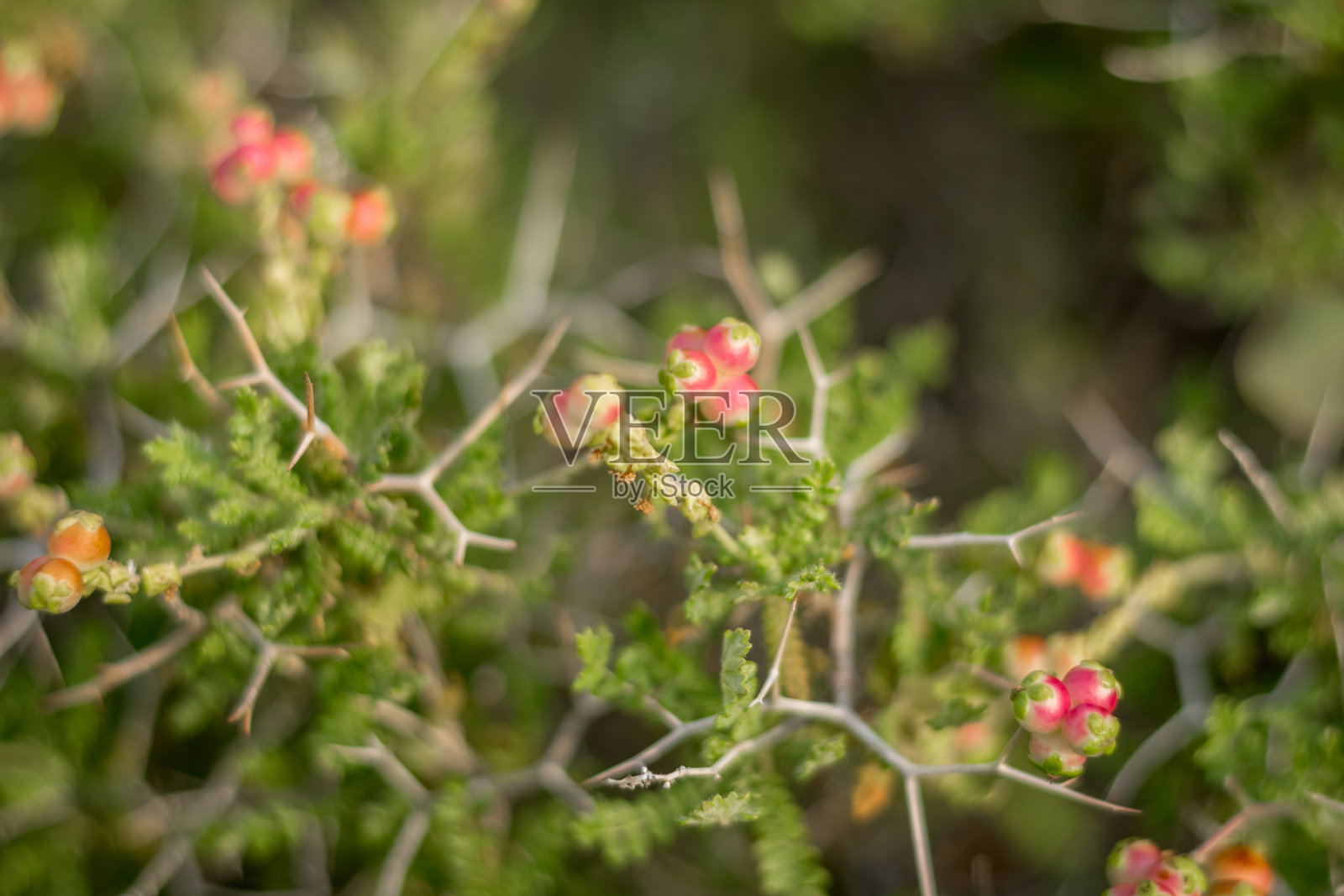 带刺灌木上的花朵照片摄影图片