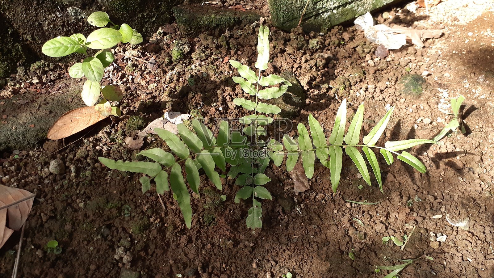 长叶鳞毛蕨照片摄影图片