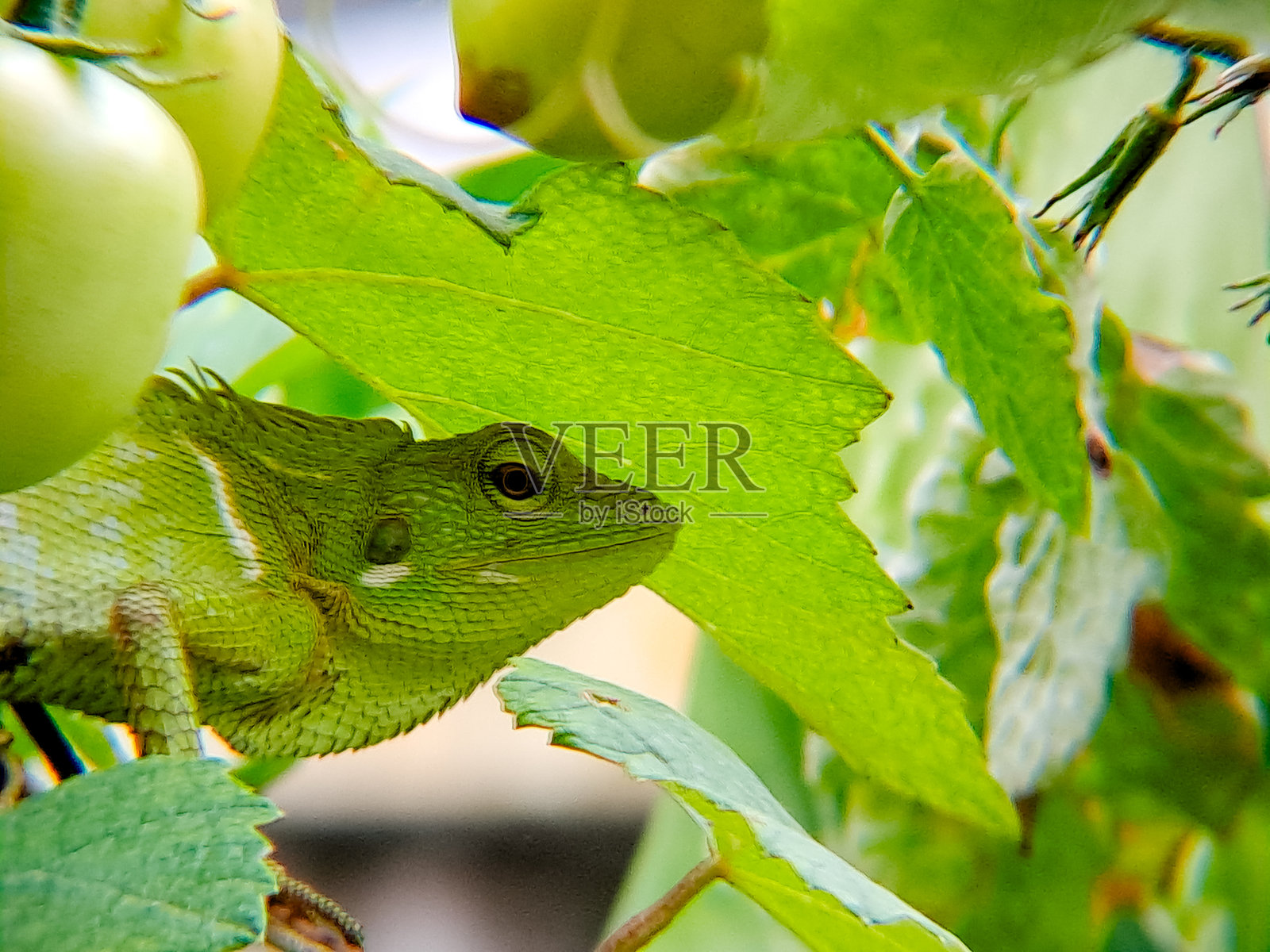 一只伪装成绿色的蜥蜴栖息在鲜艳的叶子间,融入了生机勃勃的自然植物群中照片摄影图片