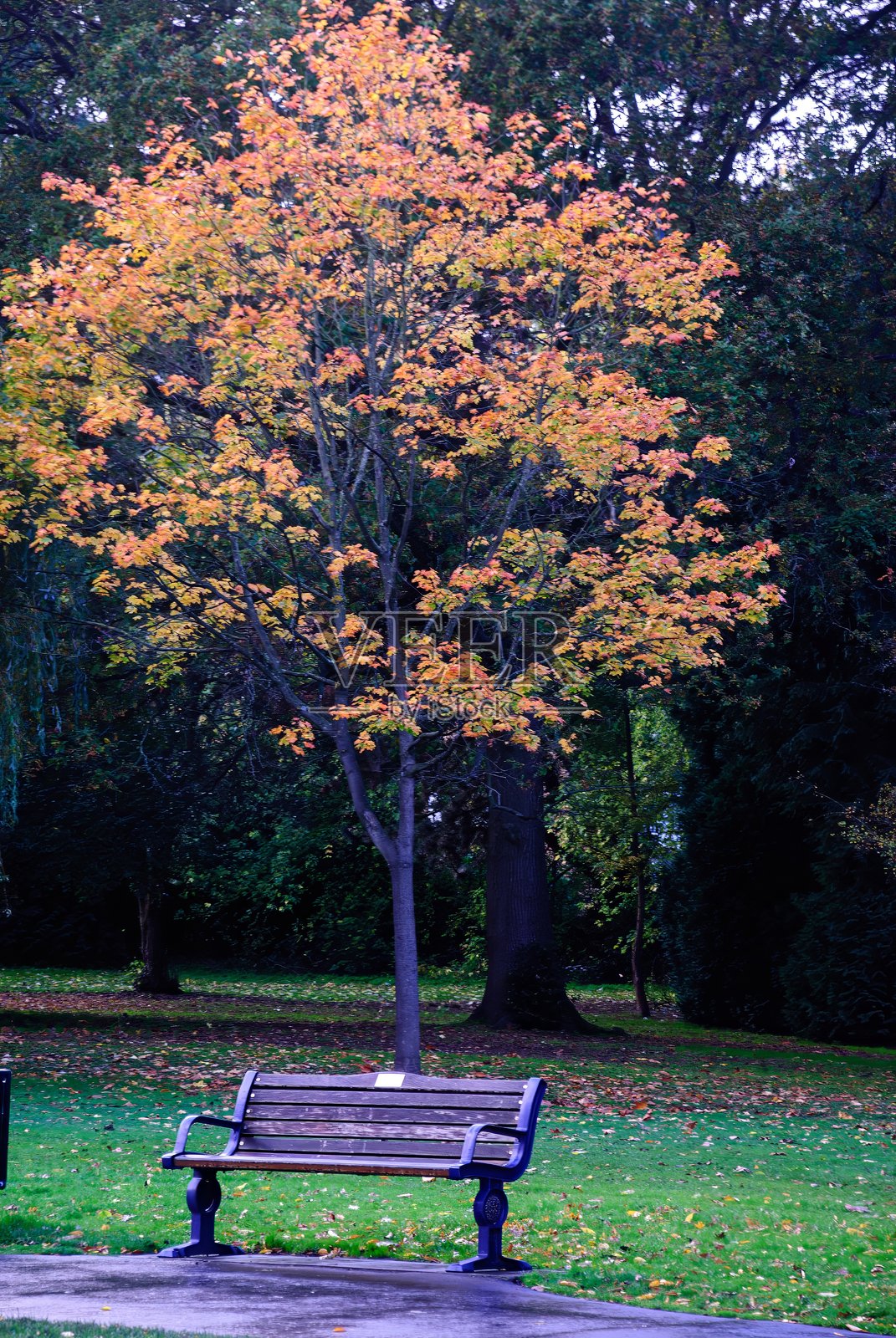 秋季落叶风景——红、橙、黄的树叶照片摄影图片