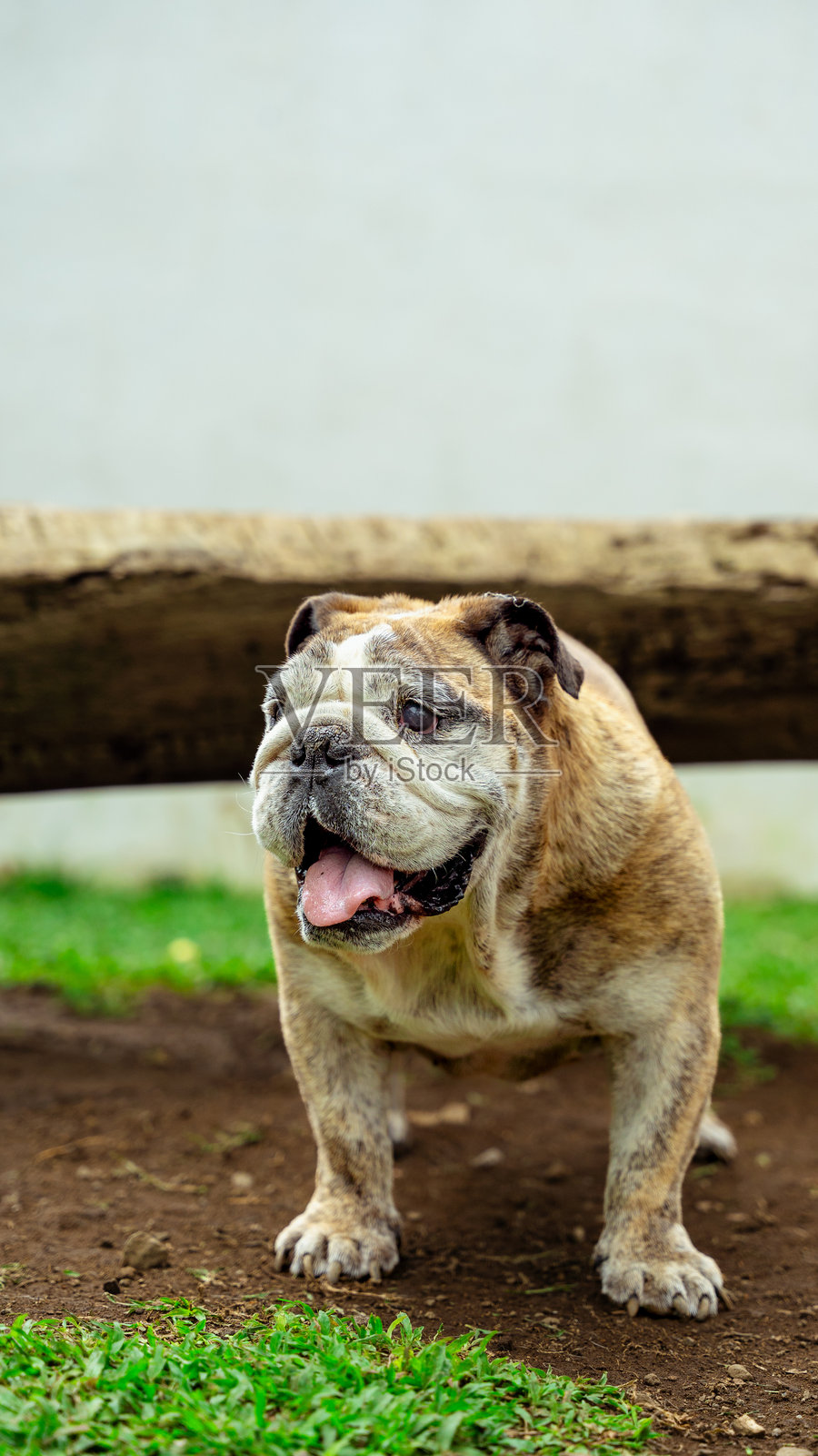 一只虎斑英国斗牛犬在户外喘气,享受新鲜空气照片摄影图片