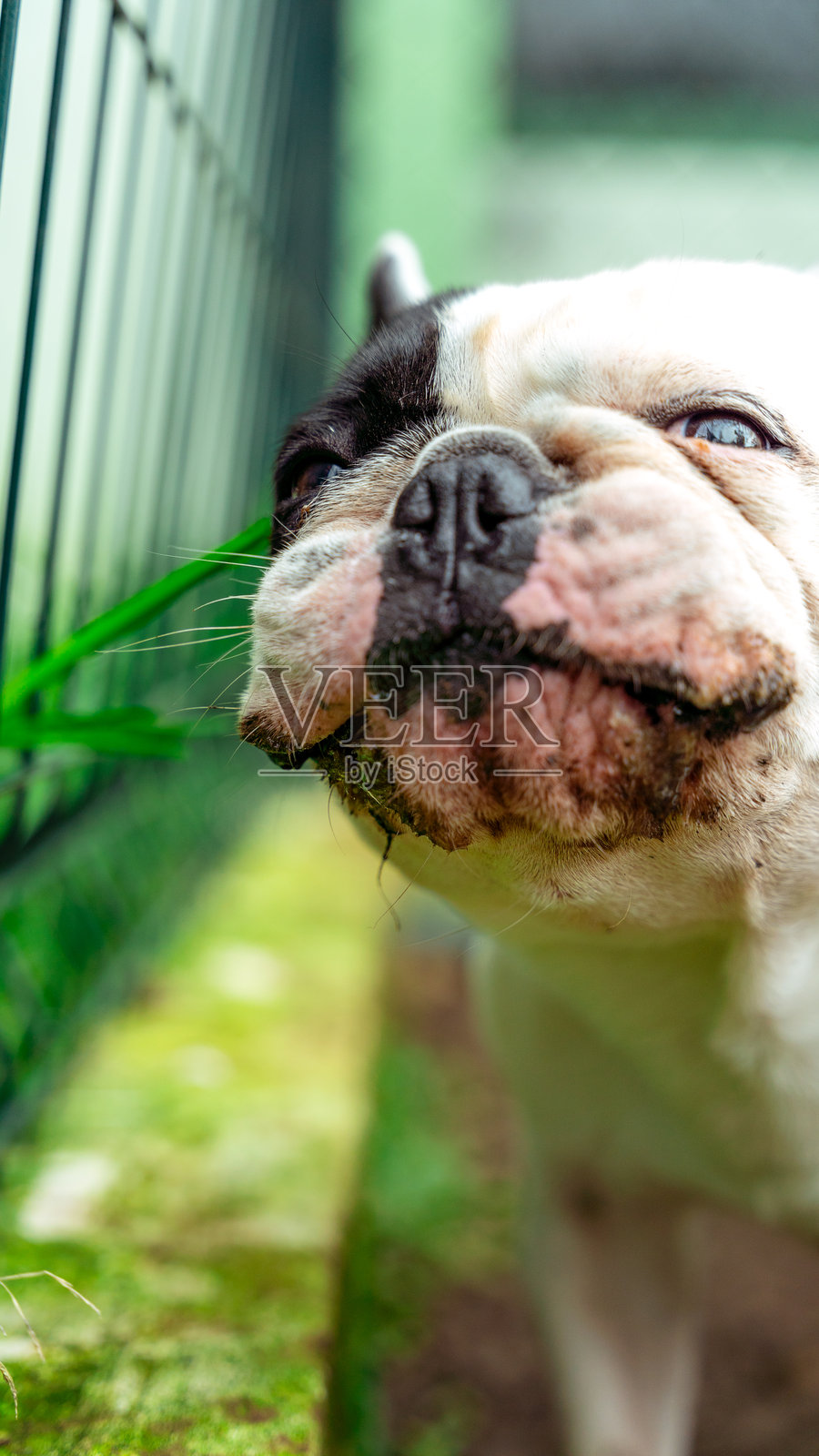 一只法国斗牛犬正在吃草,嘴巴脏兮兮的照片摄影图片