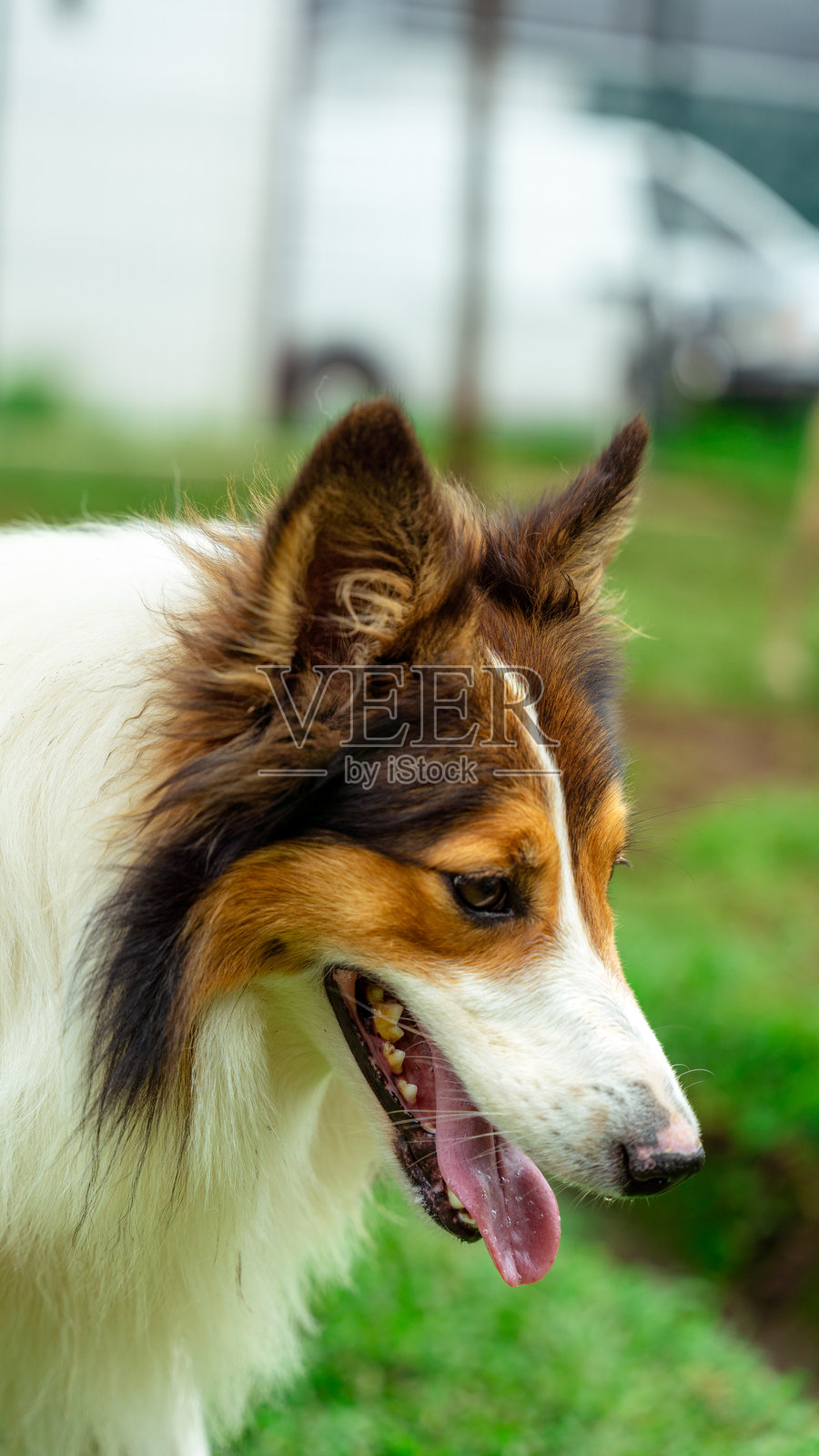 草地上的边牧犬伸着舌头喘气照片摄影图片
