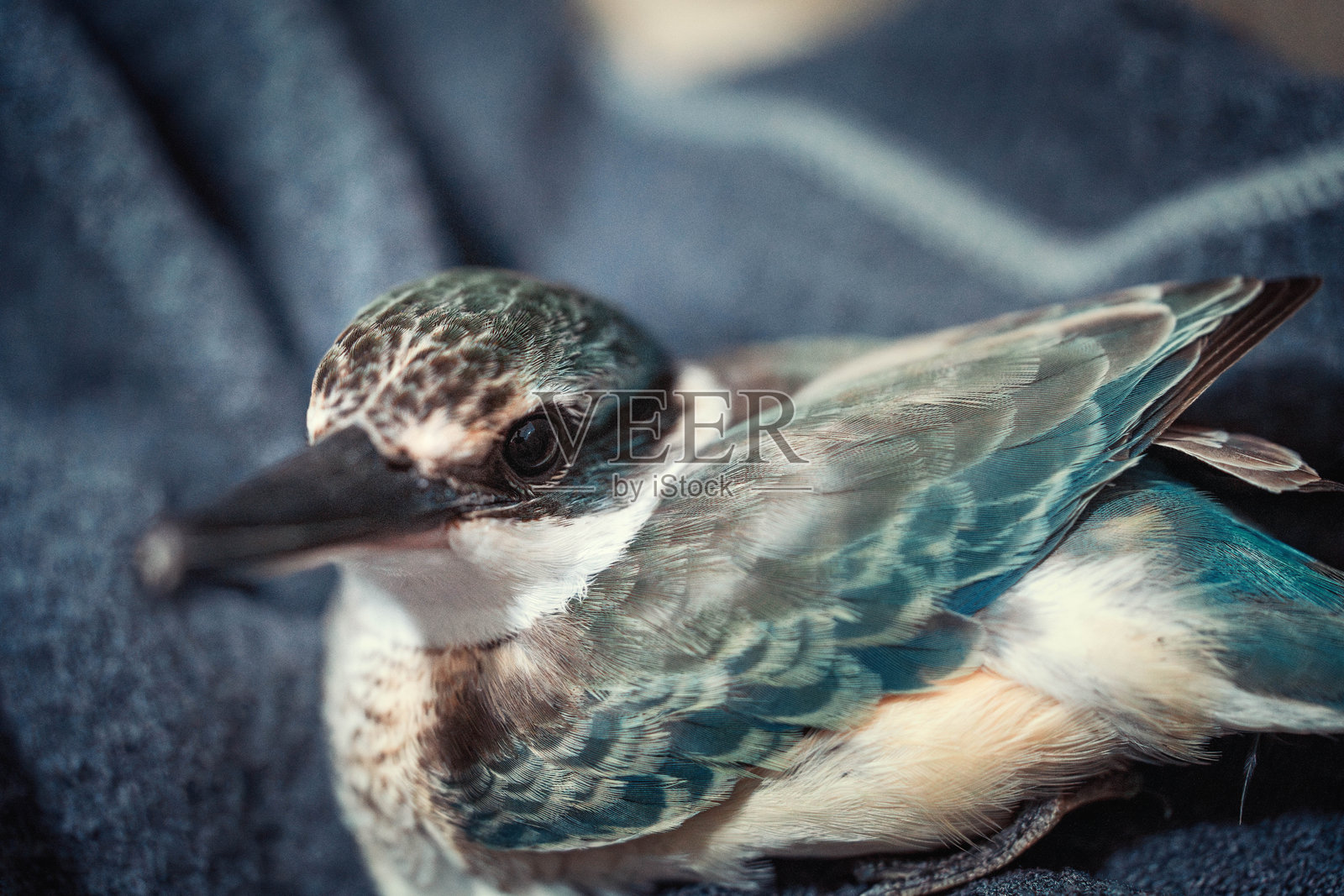 翠鸟照片摄影图片