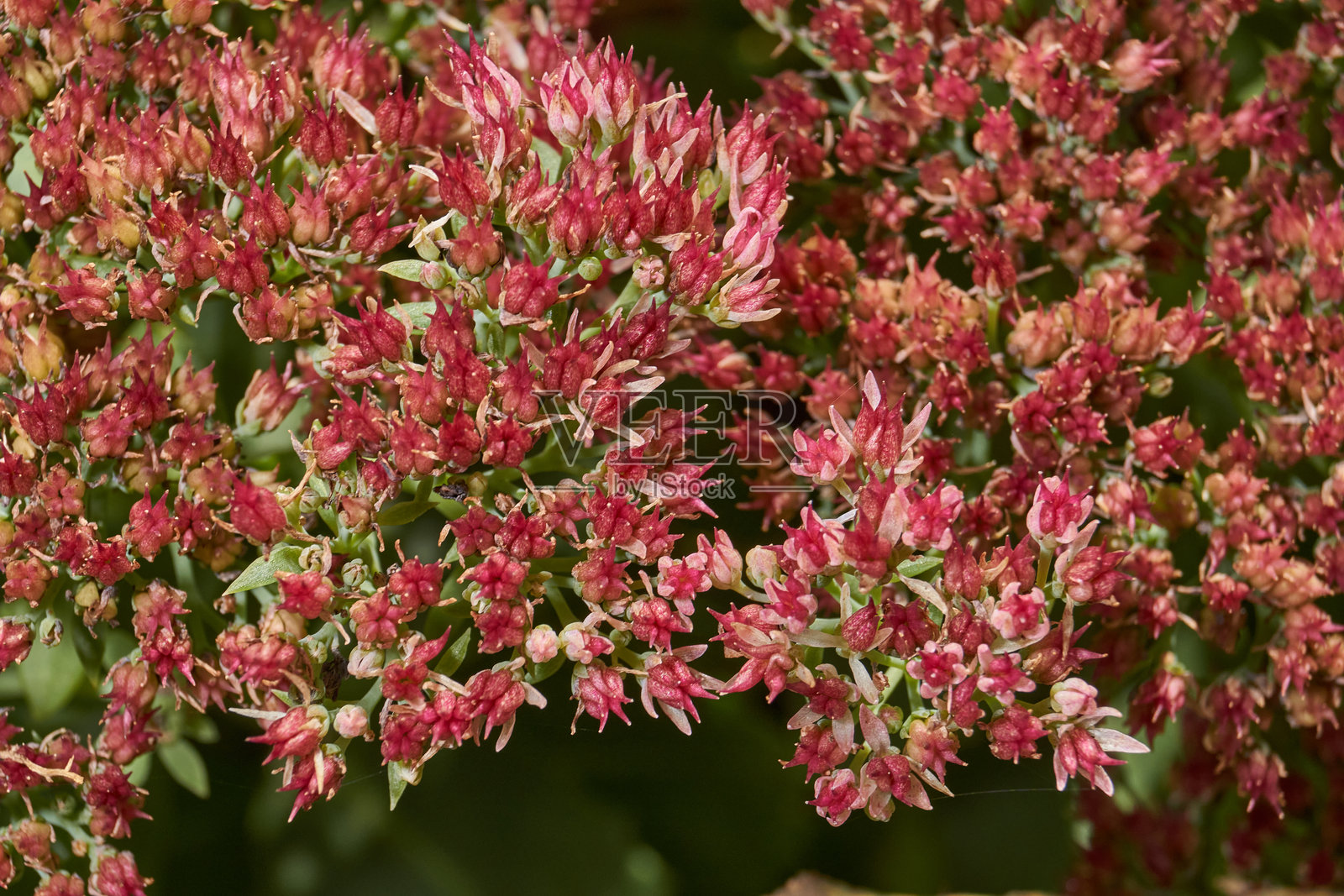 花园里的景天属植物正在盛开,花序的特写。照片摄影图片