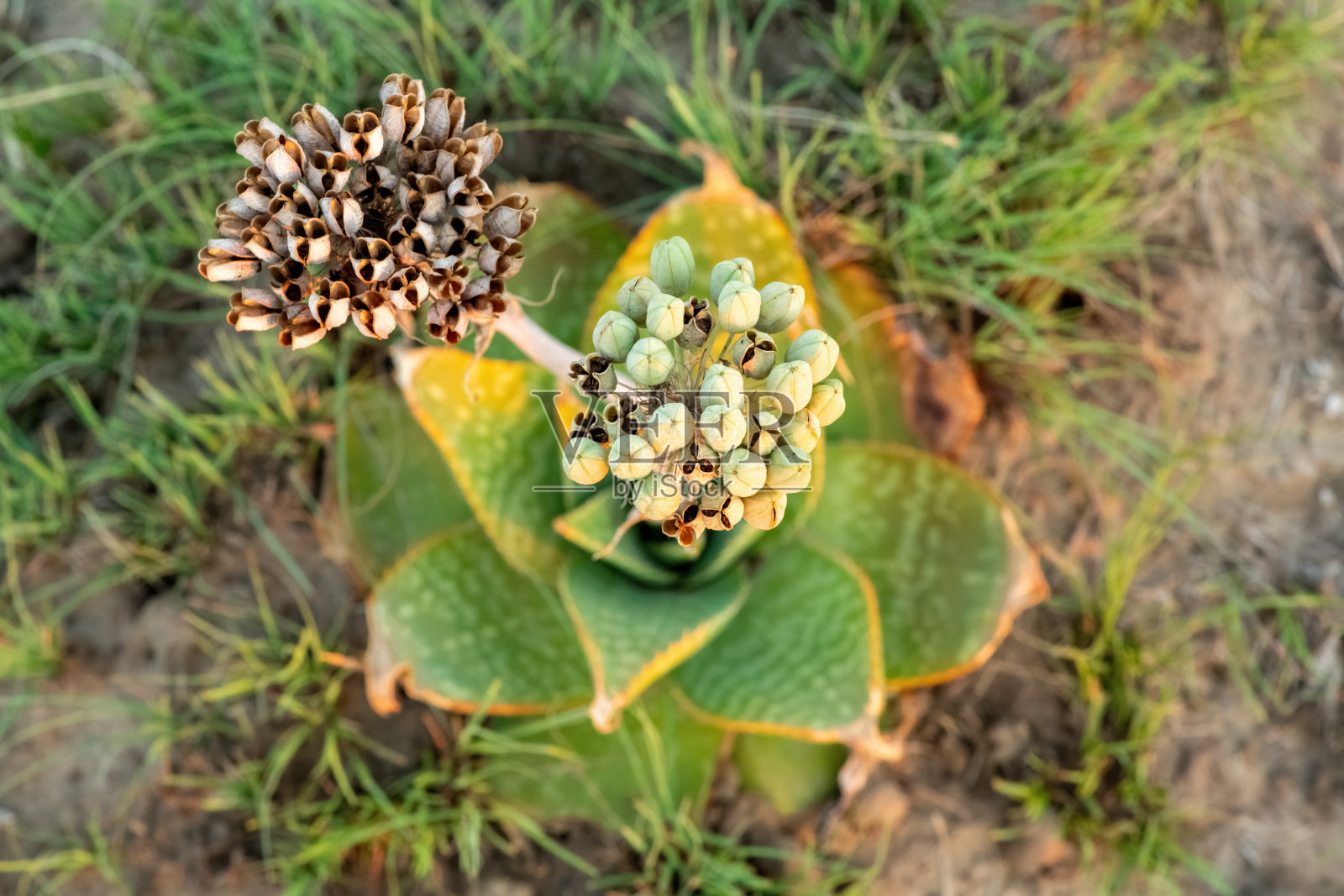 普林斯卢氏斑纹芦荟 (Aloe prinslooi) 在自然草原栖息地照片摄影图片