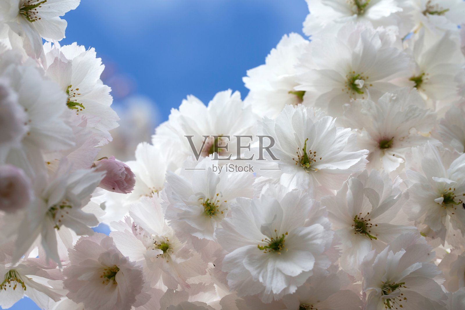 荷兰的鲜花。春天的李花。照片摄影图片