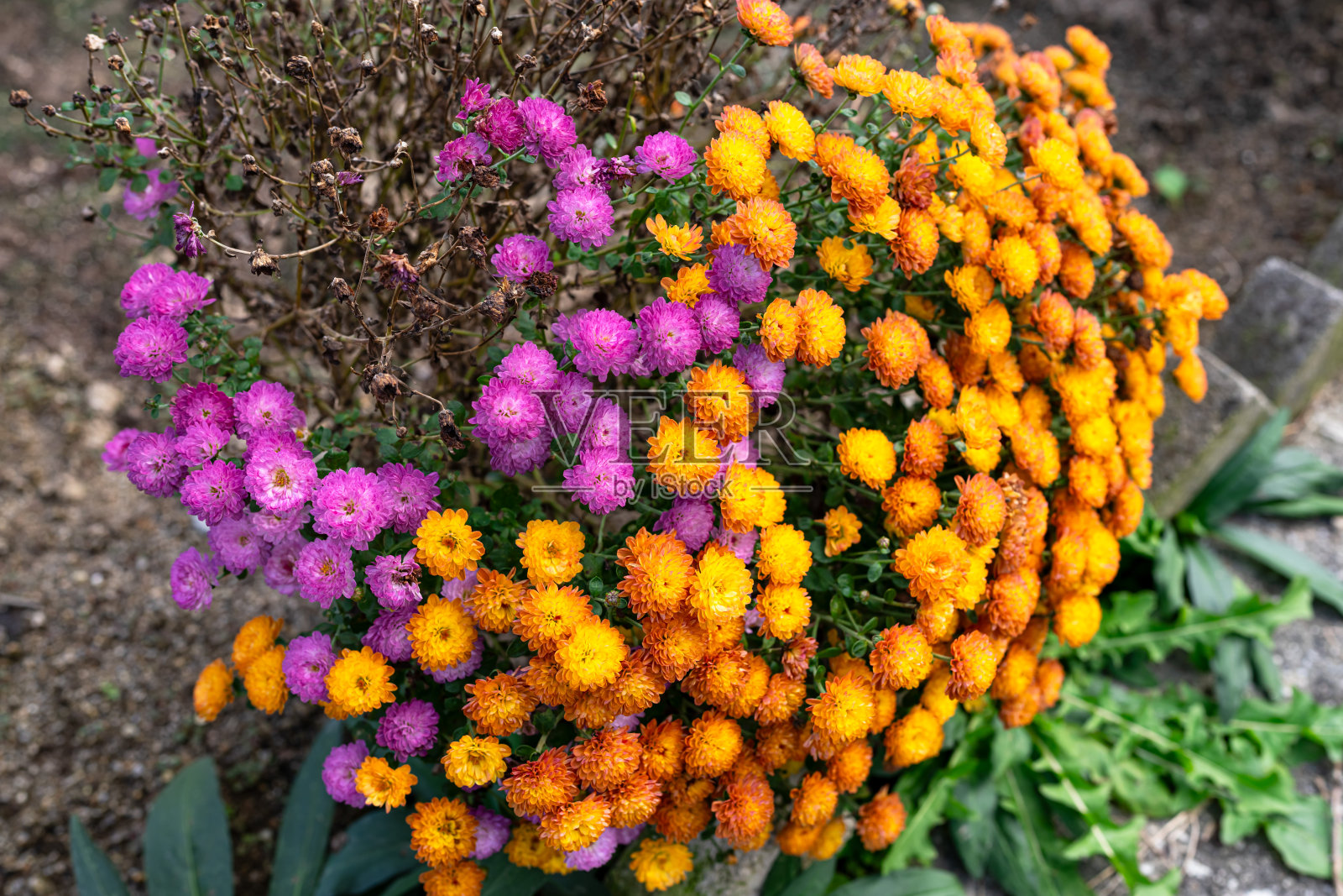 夏末的缤纷花朵照片摄影图片