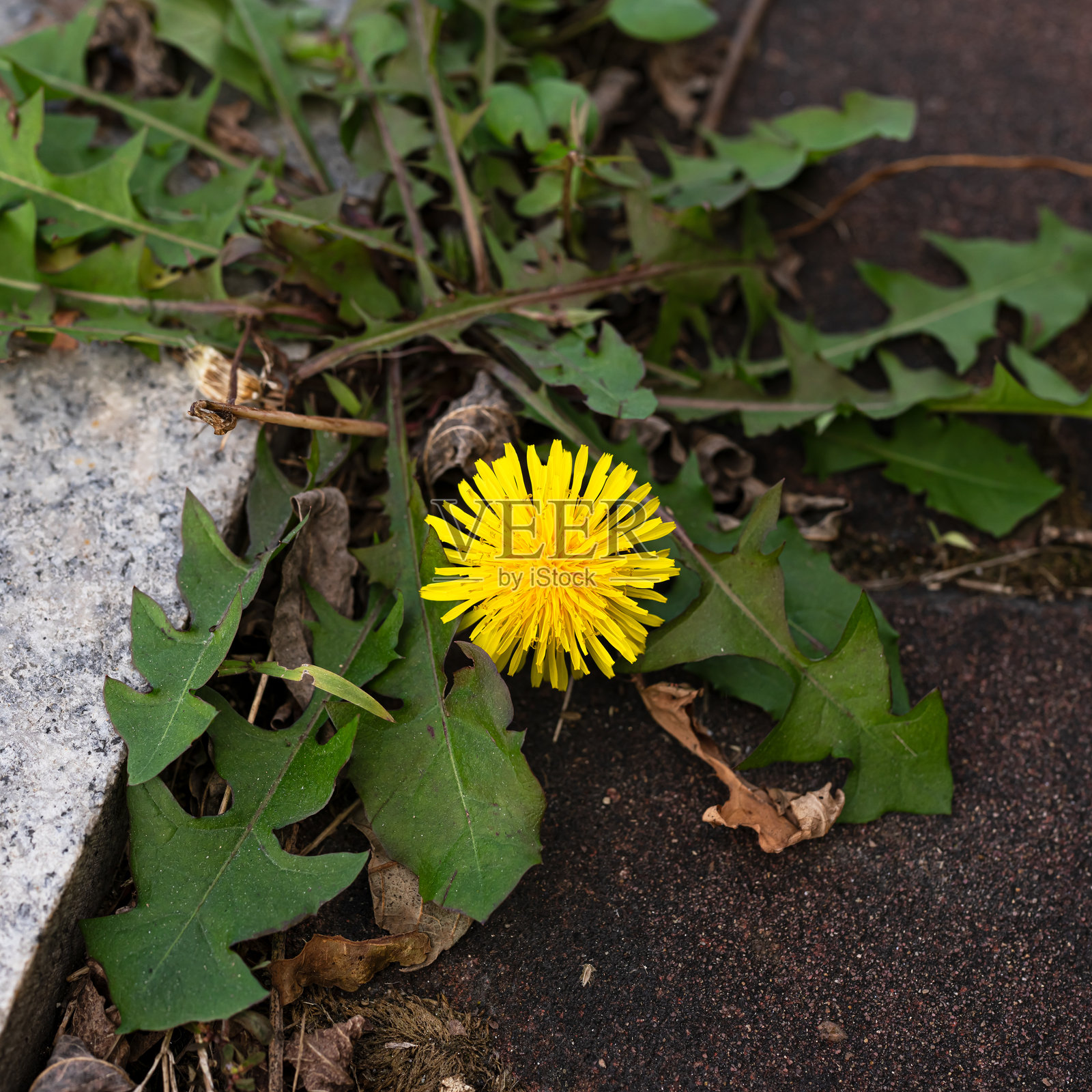 夏末的缤纷花朵照片摄影图片