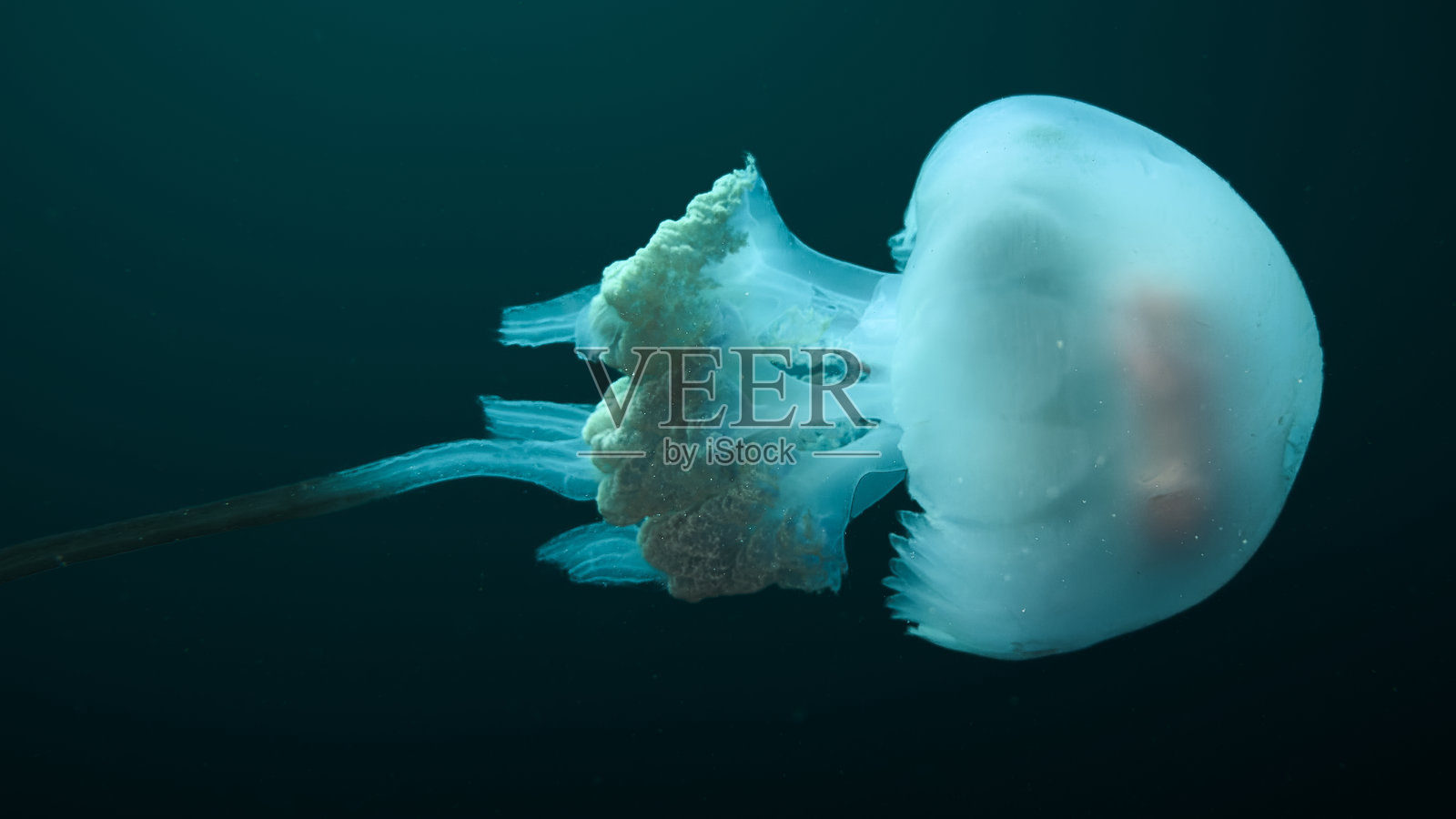 大西洋鬼魂——桶状水母照片摄影图片