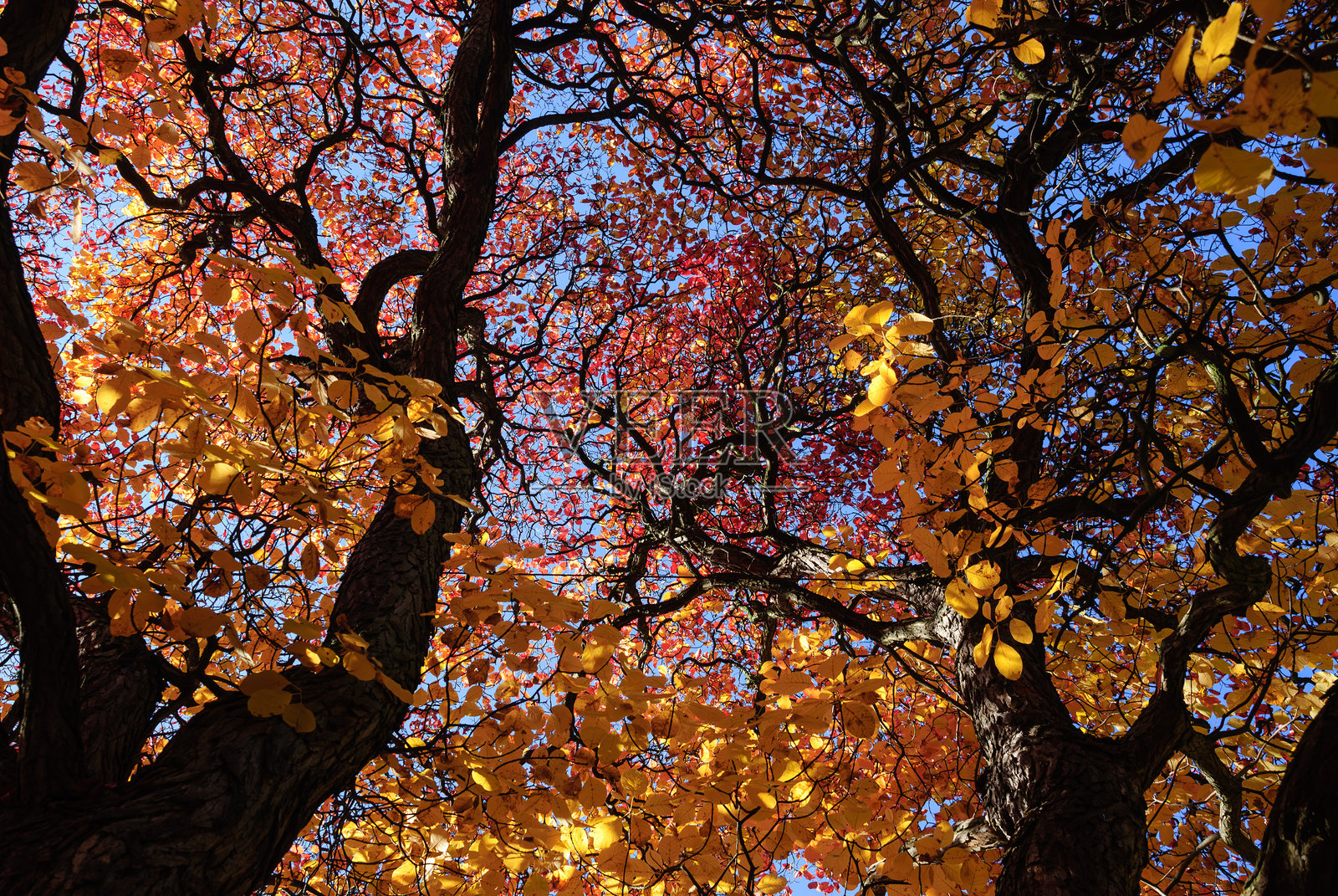 秋季落叶景观——红色、橙色和黄色的树叶照片摄影图片