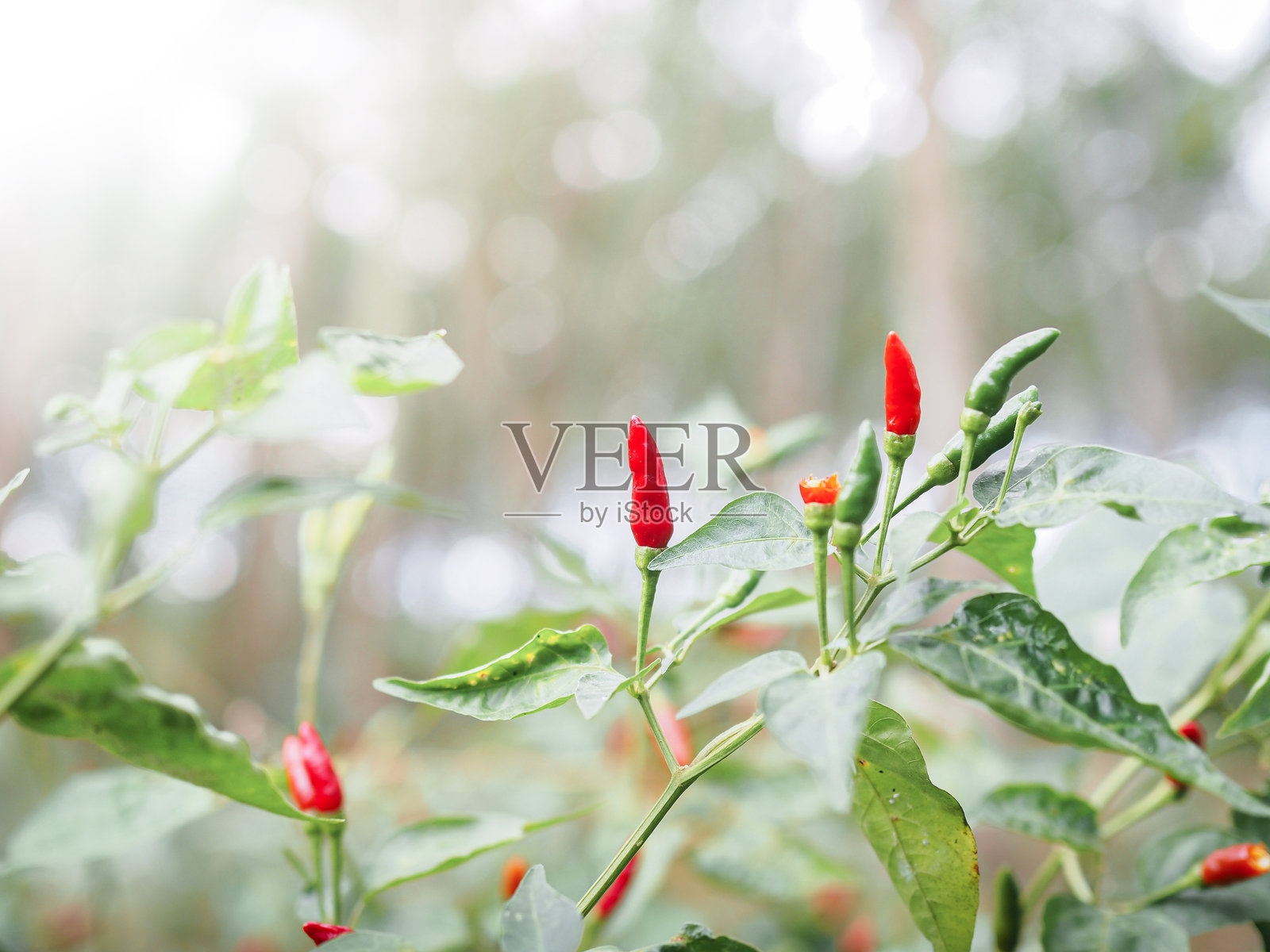 特写:菜园里的辣椒树上的红辣椒,泰国辣椒照片摄影图片