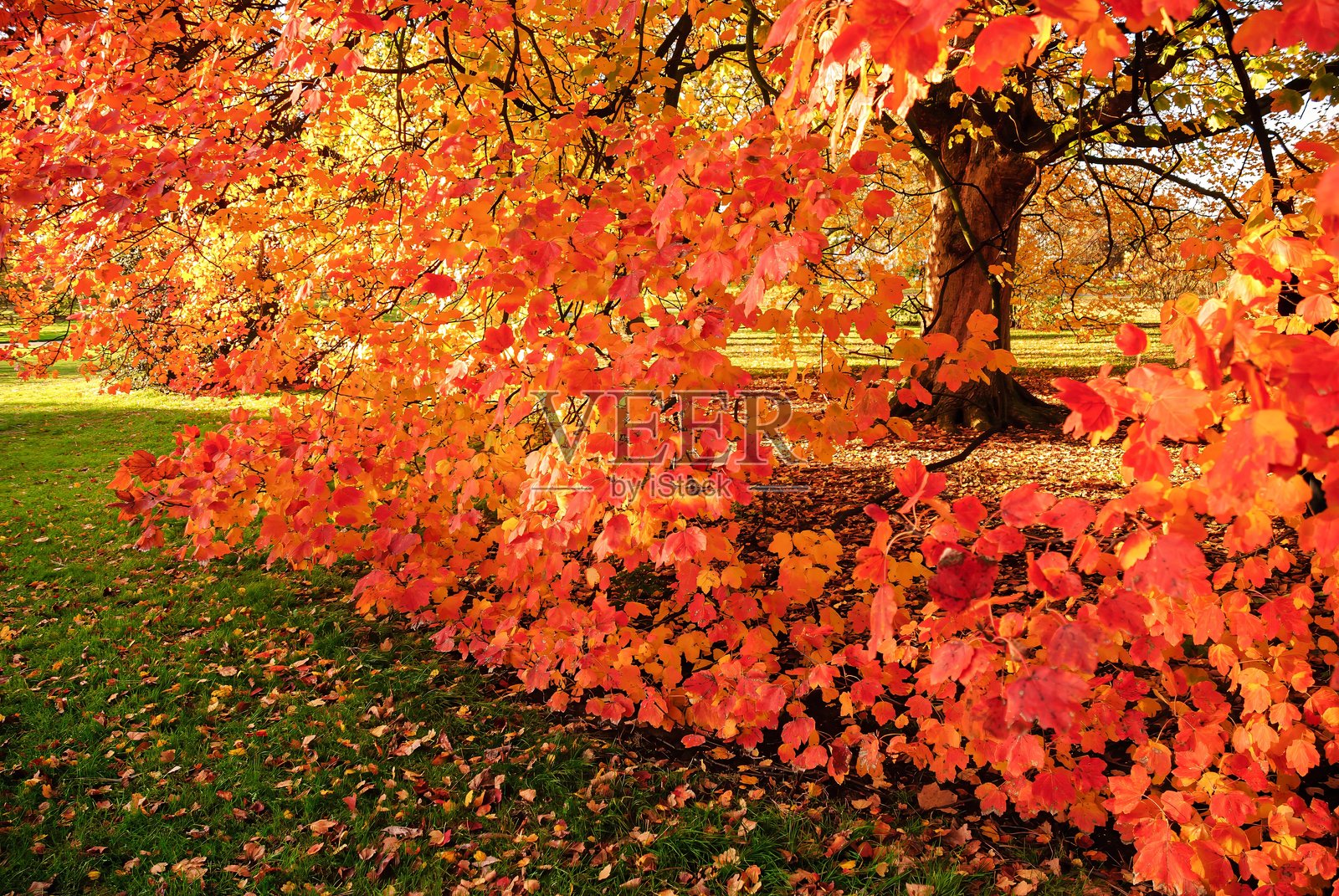 秋叶景观——红、橙、黄的树叶照片摄影图片