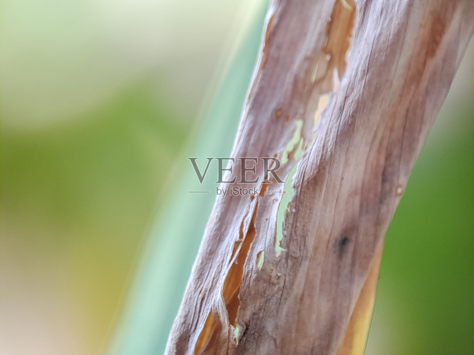 阳光下,干枯的叶子在绿色背景前,展现出自然的纹理和有机腐朽的痕迹。照片摄影图片