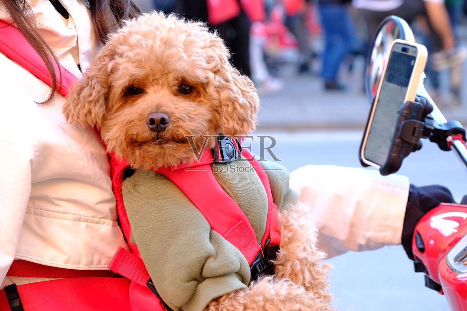 一只微型棕色贵宾犬牛仔,坐在主人腿上骑摩托车的特写。照片摄影图片