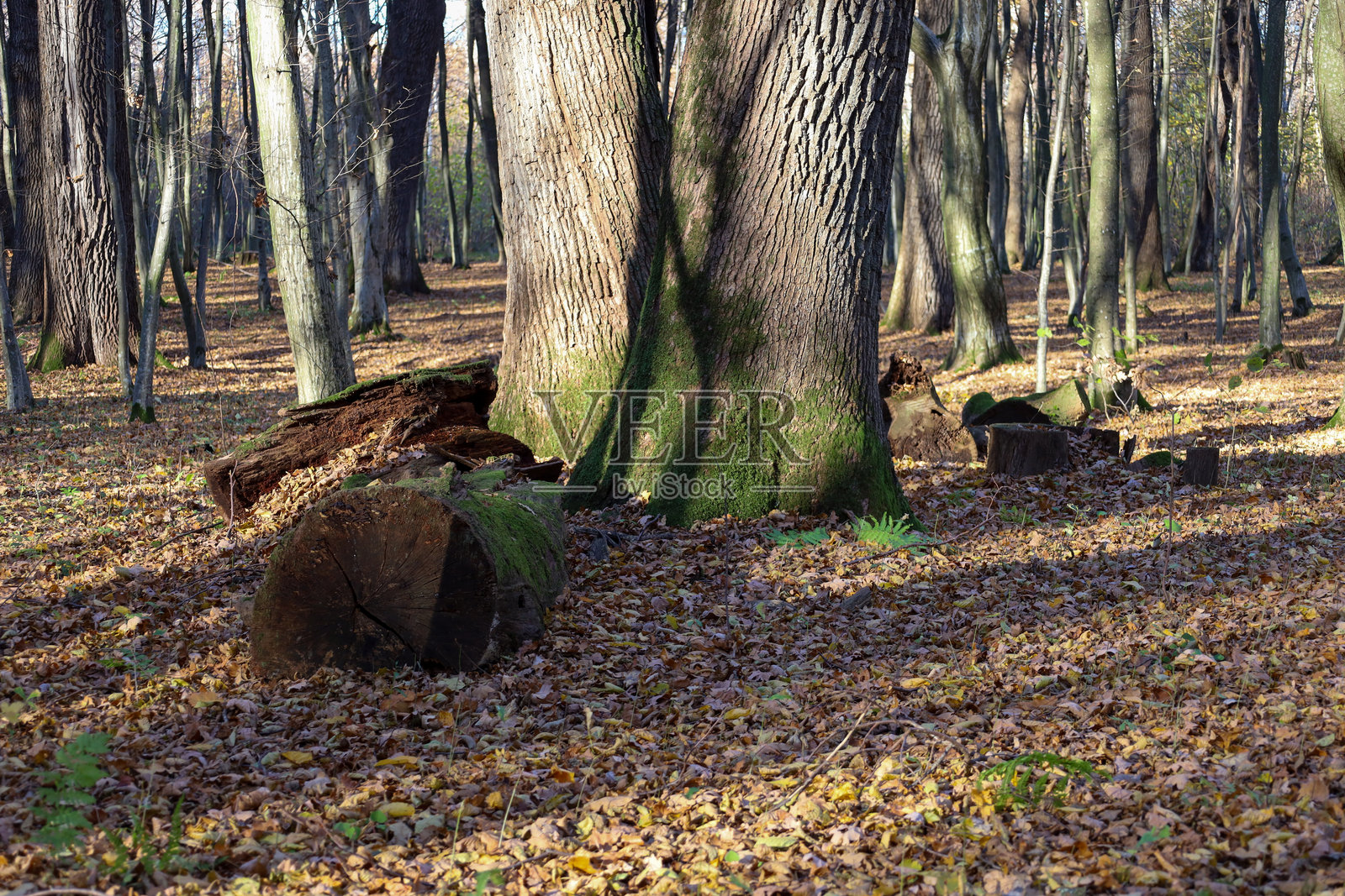 一棵巨大的、树干裂开的老树,树基布满苔藓,在稀疏的森林中占据了画面的中心。倒下的原木和厚厚的秋叶覆盖着地面,营造出一种自然的宁静和生命循环的氛围。照片摄影图片