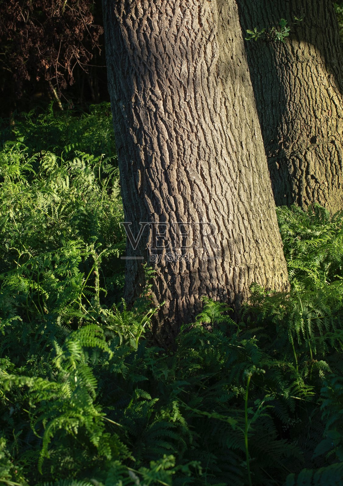 夏季阳光照射下的橡树树干照片摄影图片