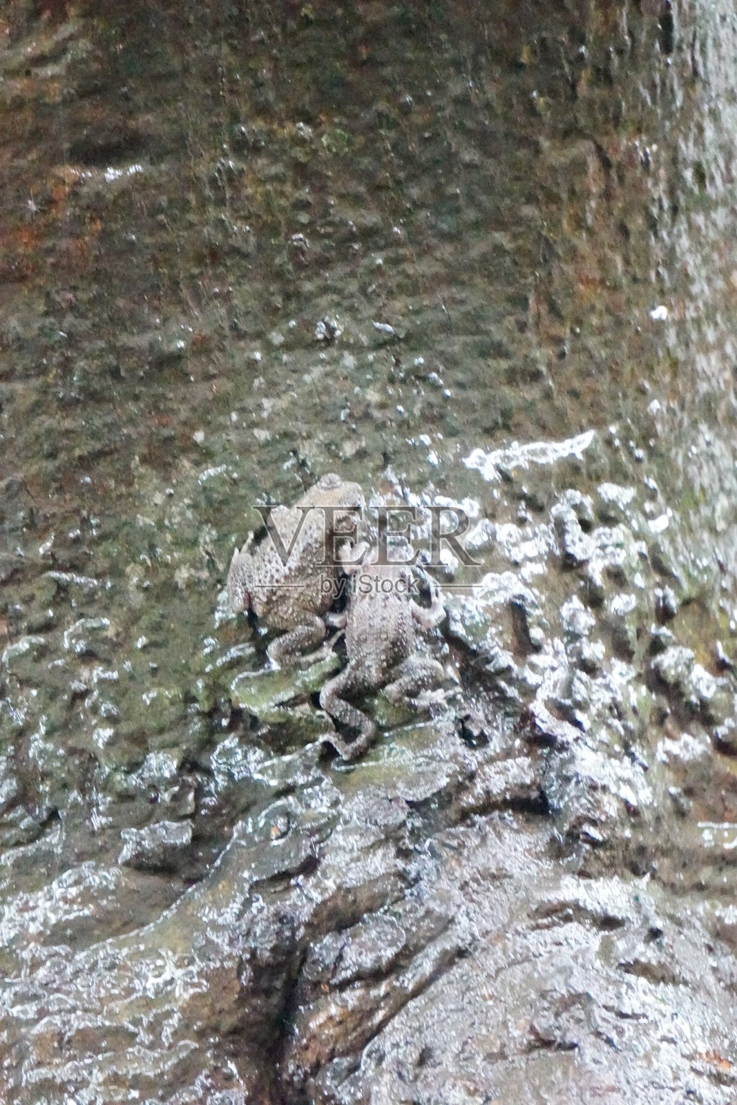 夜晚,两只小青蛙在泥泞的地面上照片摄影图片