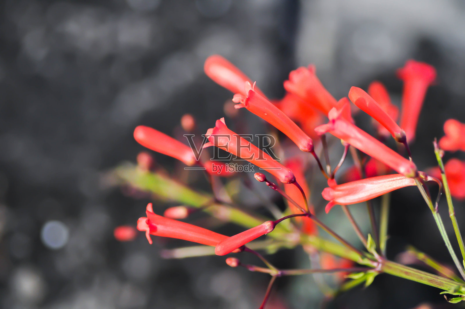 苦木、珊瑚花、鞭炮花、喷泉草、车前科、木贼叶蕻、红花照片摄影图片