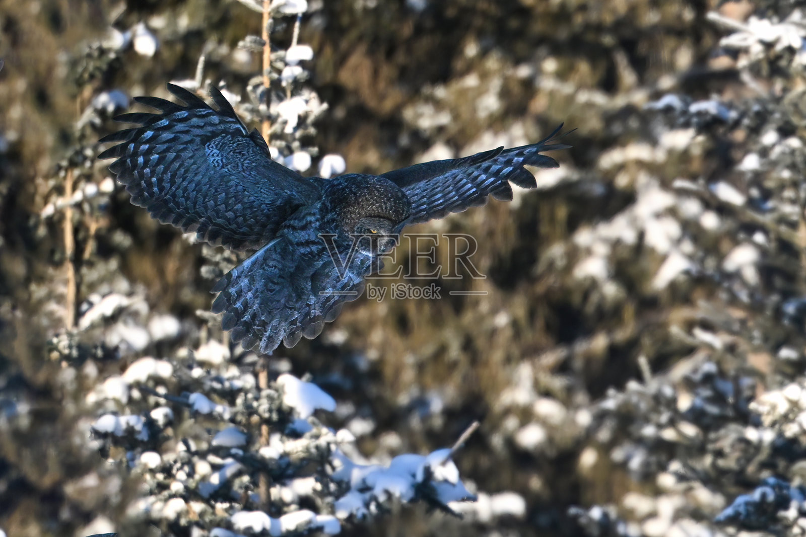 加拿大艾伯塔省森林中飞行的灰林鸮照片摄影图片