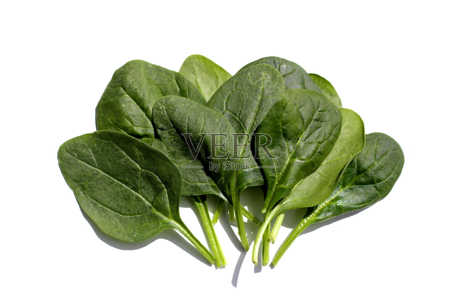 白色背景上孤立的菠菜叶照片摄影图片