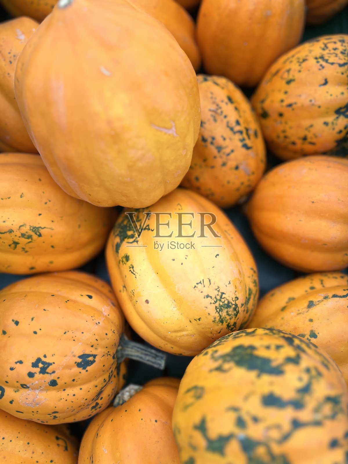 各种尺寸和形状的新鲜南瓜,摆放在质朴的表面上。非常适合秋季。照片摄影图片