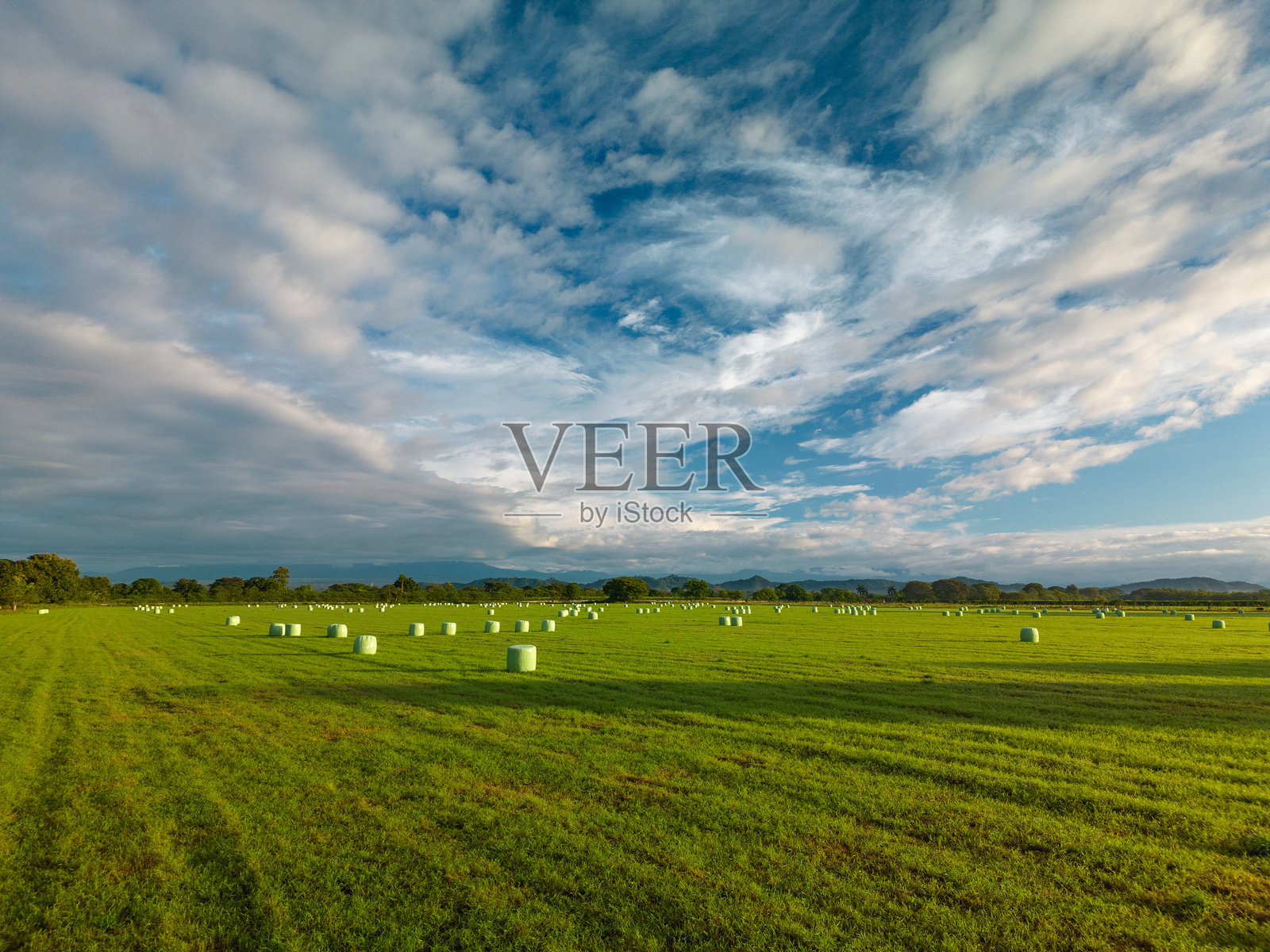 收割后田野里收集成卷的干草 - 库存图片照片摄影图片