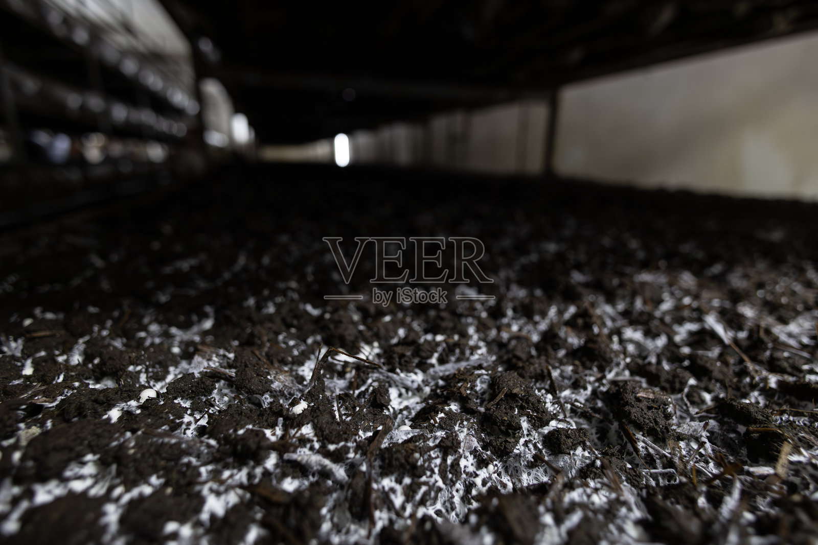 可见菌丝生长的堆肥基质,是农场蘑菇种植的初始阶段。这突出了现代真菌养殖在蘑菇出现前的可控过程。照片摄影图片