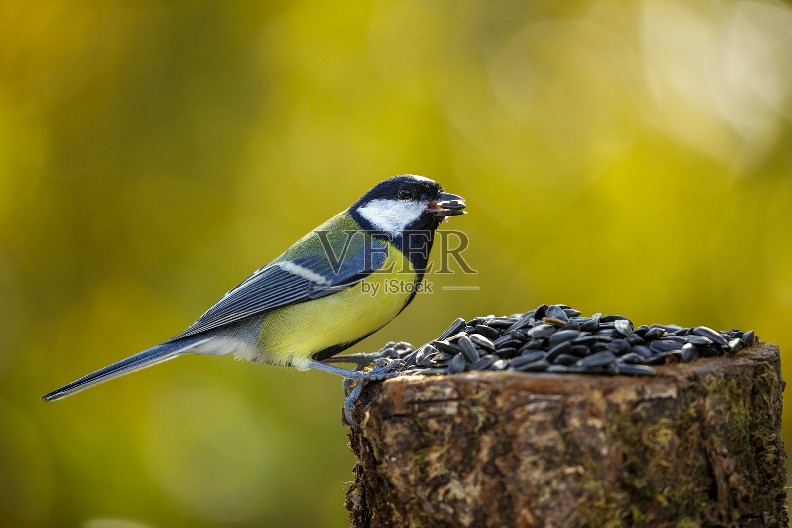 一只山雀正在喂鸟器上啄食葵花籽照片摄影图片