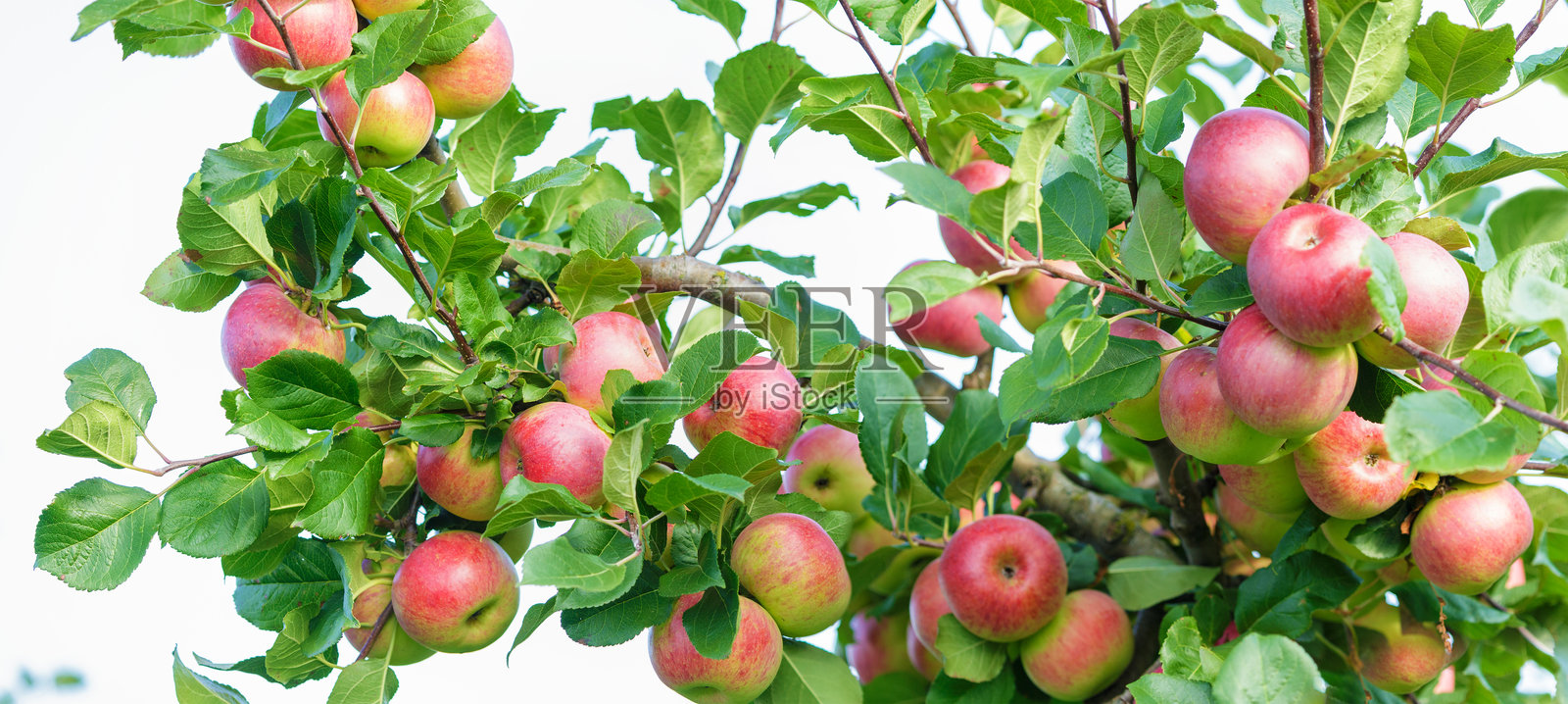 果园里挂在树上的成熟红苹果照片摄影图片